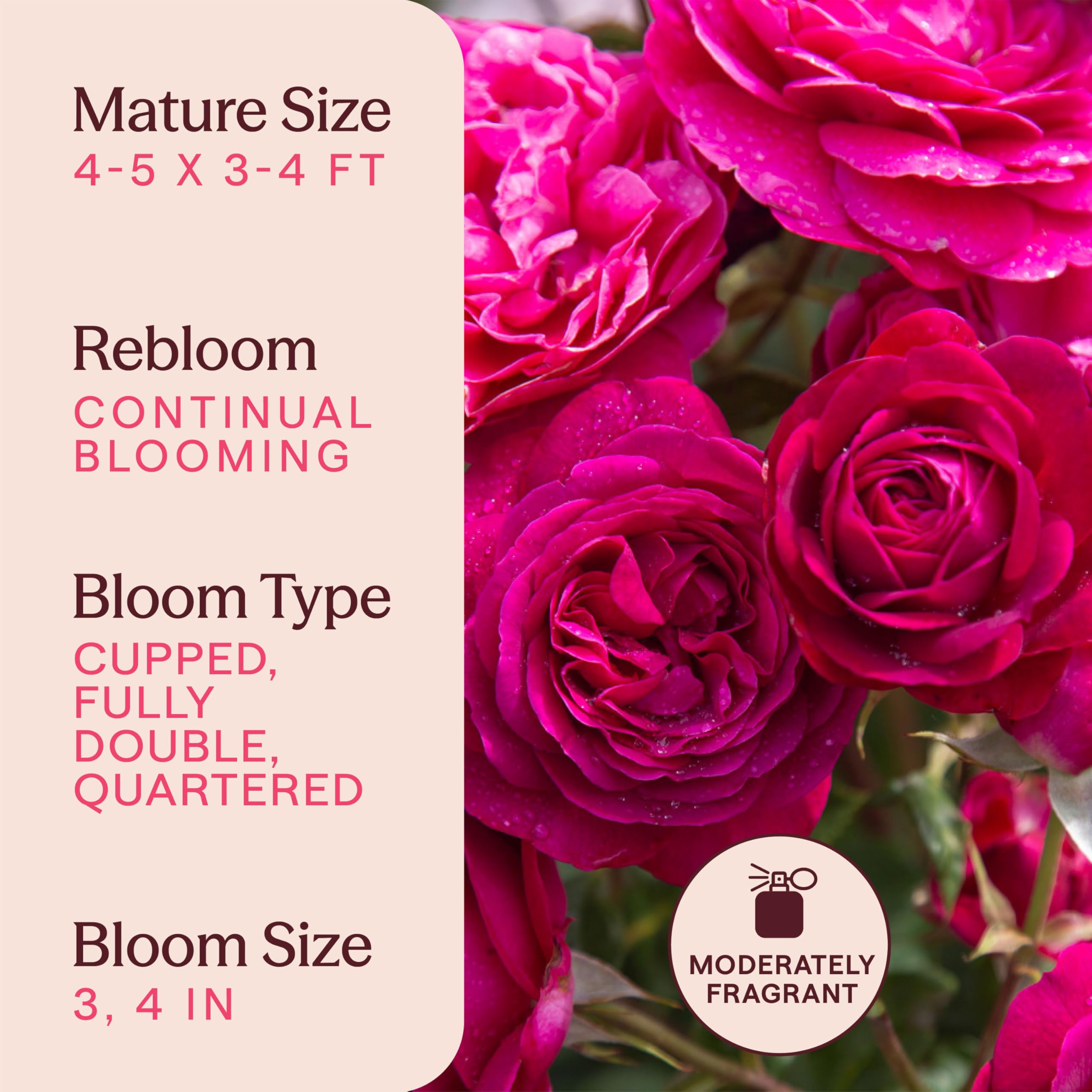 Amazon.com : Heirloom Floribunda Roses, Live Own Root Plant for