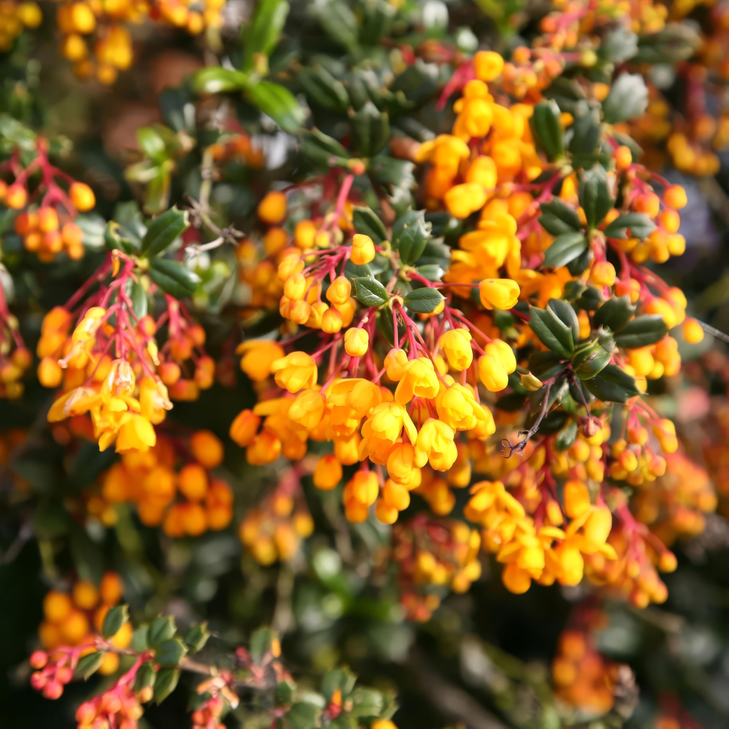 Plant Theory Darwin's Barberry Berberis Darwinii Orange Outdoor Shrub Plant 2L Pot
