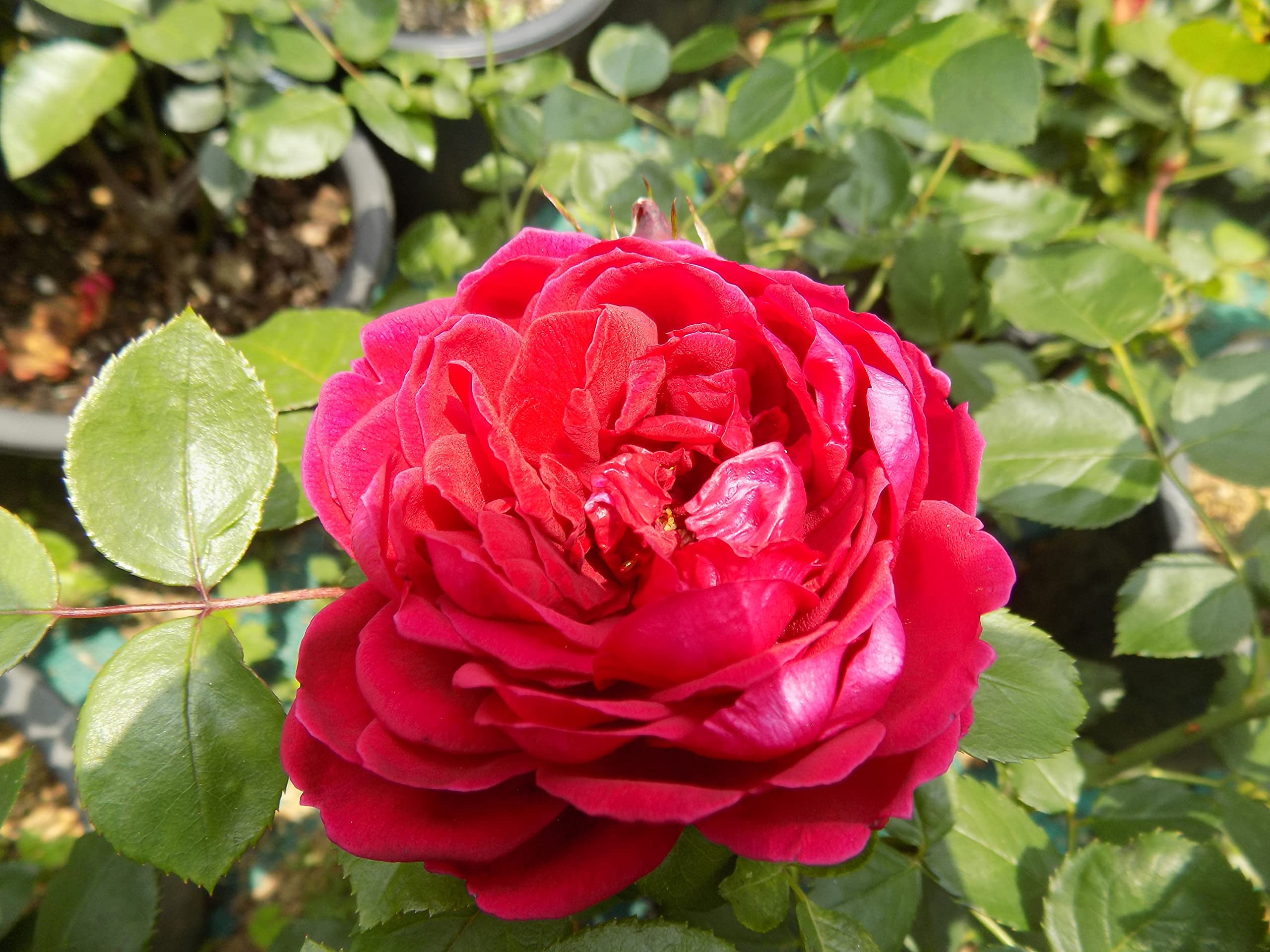 Sympa De Bellevue Rose I Shrub Rose Plant