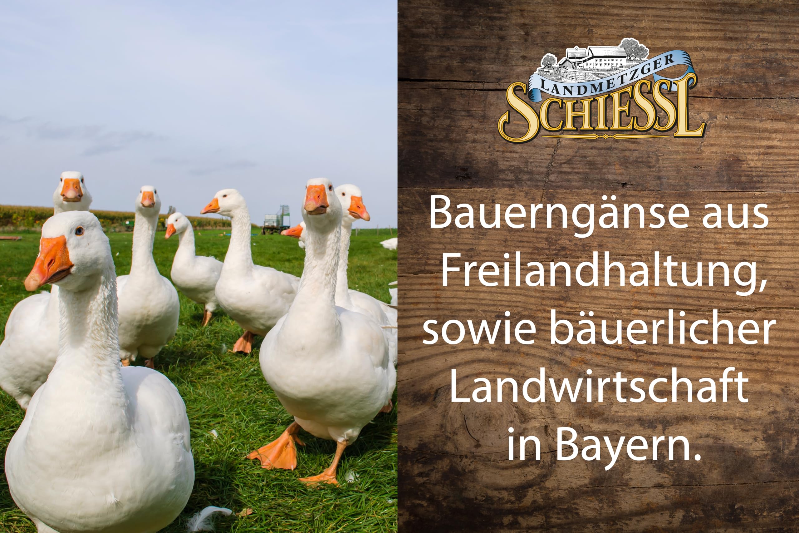 Landmetzger Schiessl frische Weihnachtsgans Bauerngans (ca. 5300g, sofort versenden)