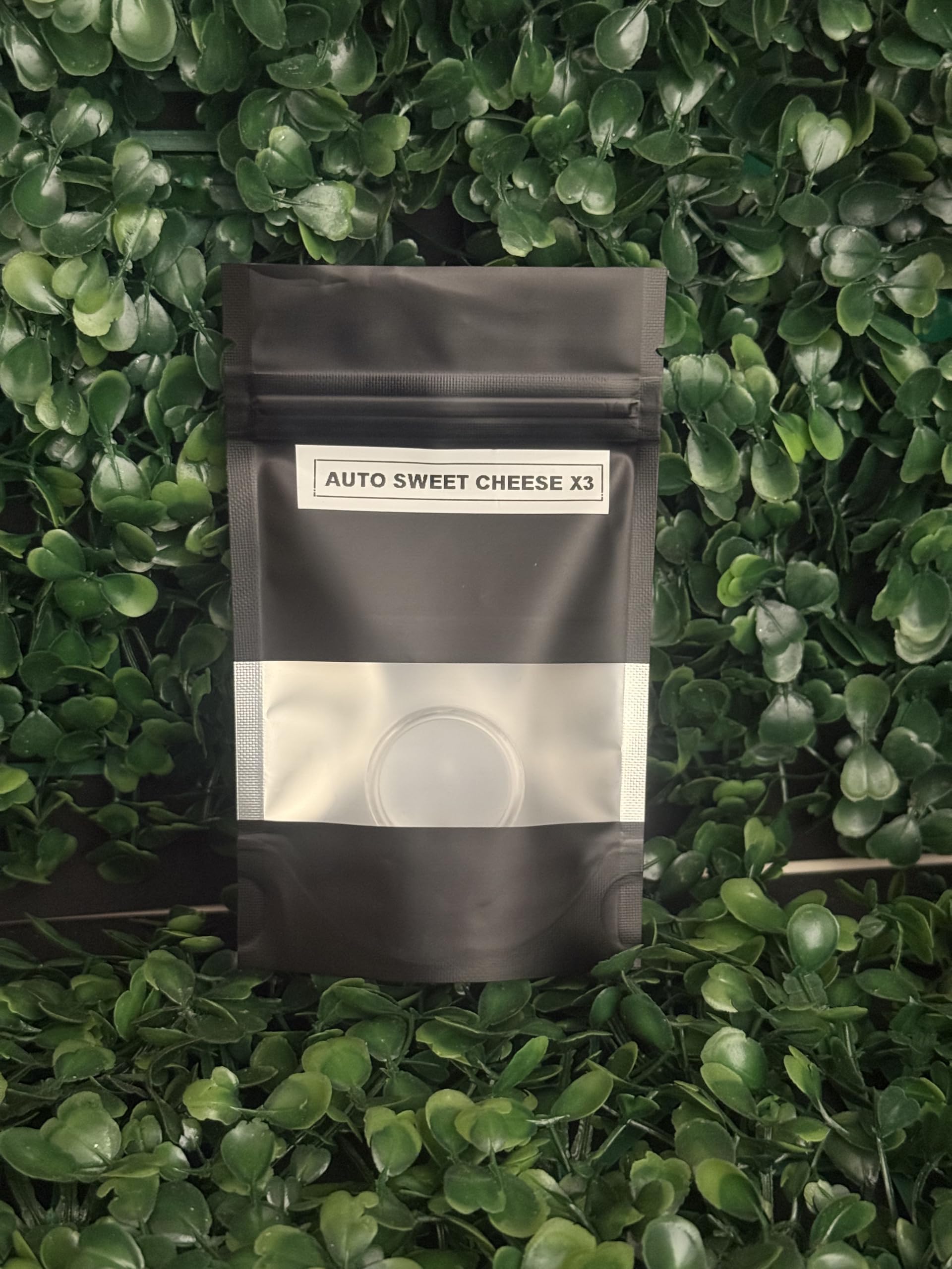 Planx Genetics HAZE Lot de 3 graines pour collectionneurs