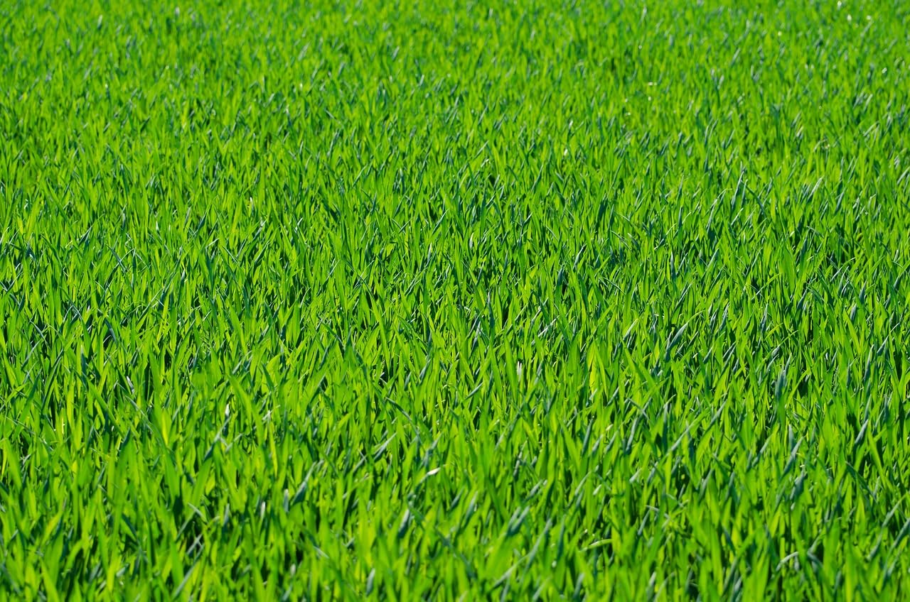 Grass Seed Pro Hard-Wearing Tough Back Lawn Grass Seed DEFRA Certified Seeds Kids and Pets (5kg)