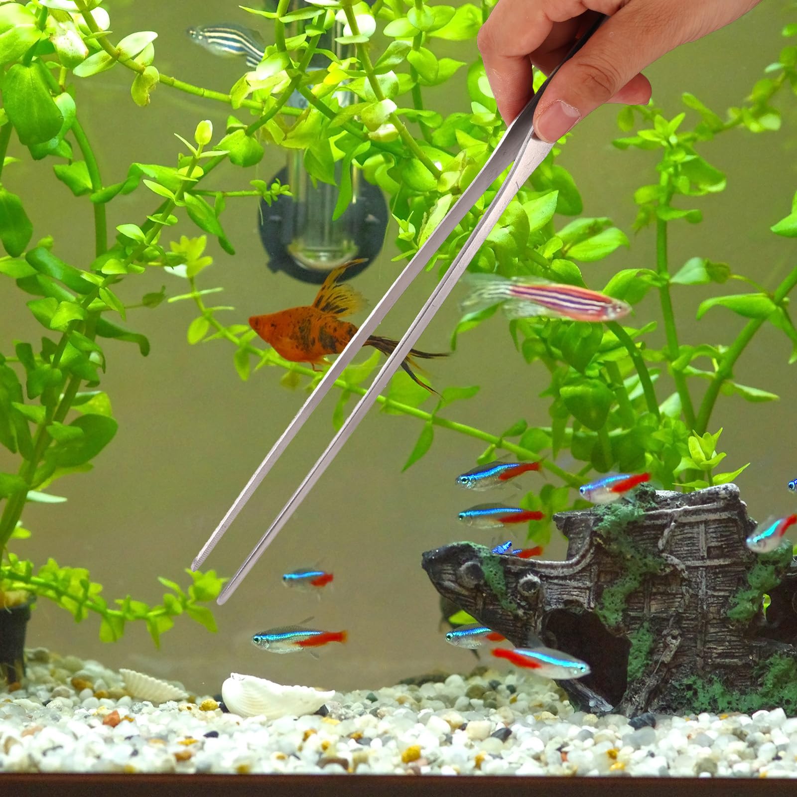 Kit Attrezzi Aquascaping Acquario, Acciaio Inossidabile Attrezzi Piante Acquatiche Pinze Dritte/Curvate Forbici Spatola Raschietto Alghe Teste Sostituzione Lungo Manico Kit Pulizia Vasca Pesci