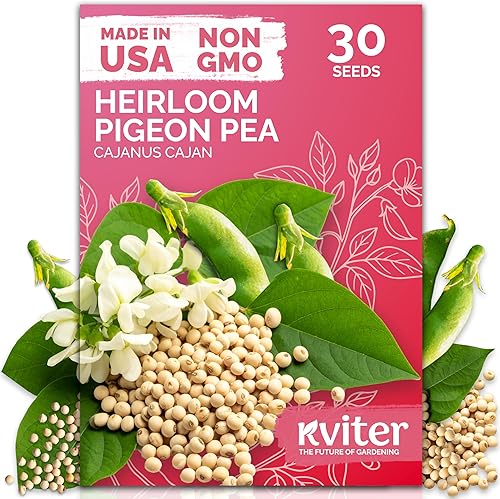 10 plantas de espárragos de JERSEY KNIGHT  coronas de raíz desnuda -- Orgánico sin OMG