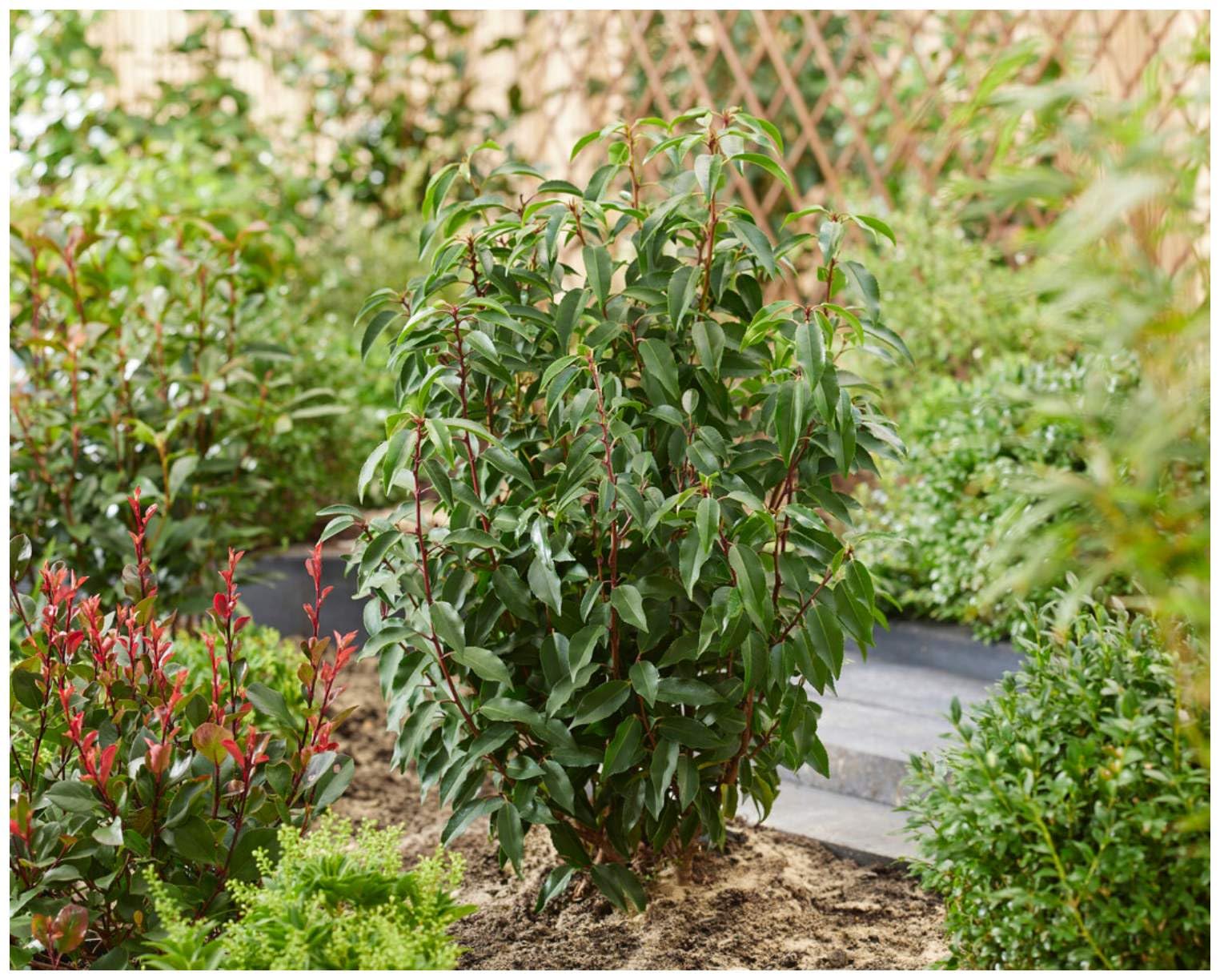 Stauden Gänge 10 x Prunus lusitanica Portugiesischer Kirschlorbeer