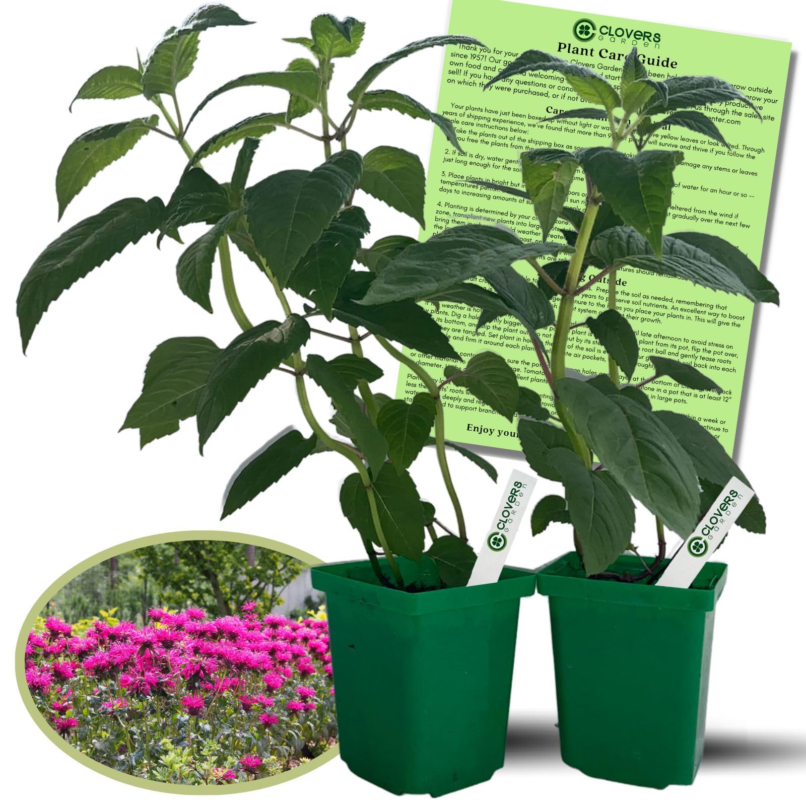 Clovers Garden Bee Balm Balmy Pink