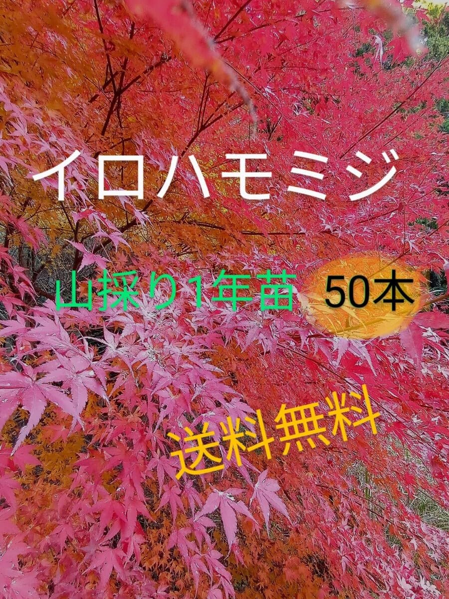 Amazon.co.jp: イロハモミジ1年苗(昨年発芽) 50本(抜き苗) もみじ 紅葉