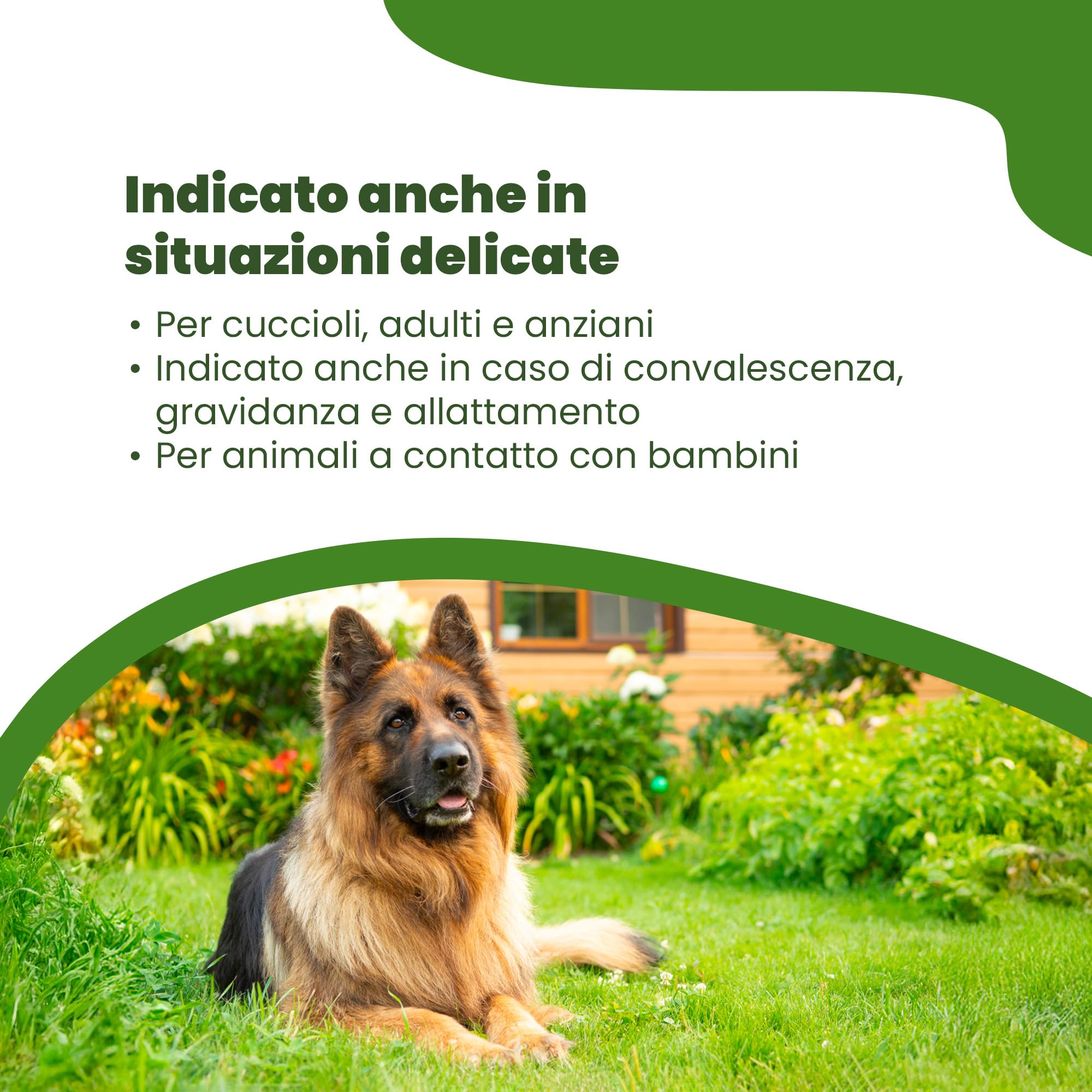 CAMON | Spot-On Protection Cane (>11kg), 5 Fiale da 5ml con Olio di Neem, Protezione Naturale per Cani