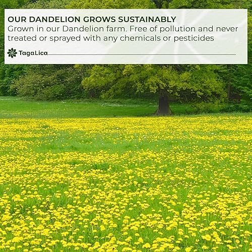 Miniatura 5 de 55 bolsas de té de raíz de diente de león, 100% natural y puro de raíz de diente de león, bolsas de té ecológicas, té de hierbas de raíz de diente