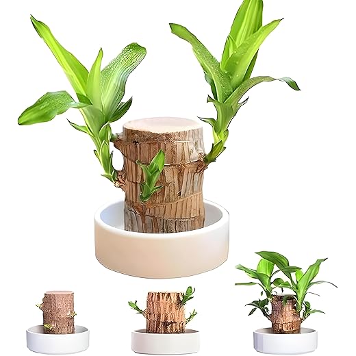 Lucky Indoor Bonsai Tree - Air-Purifying