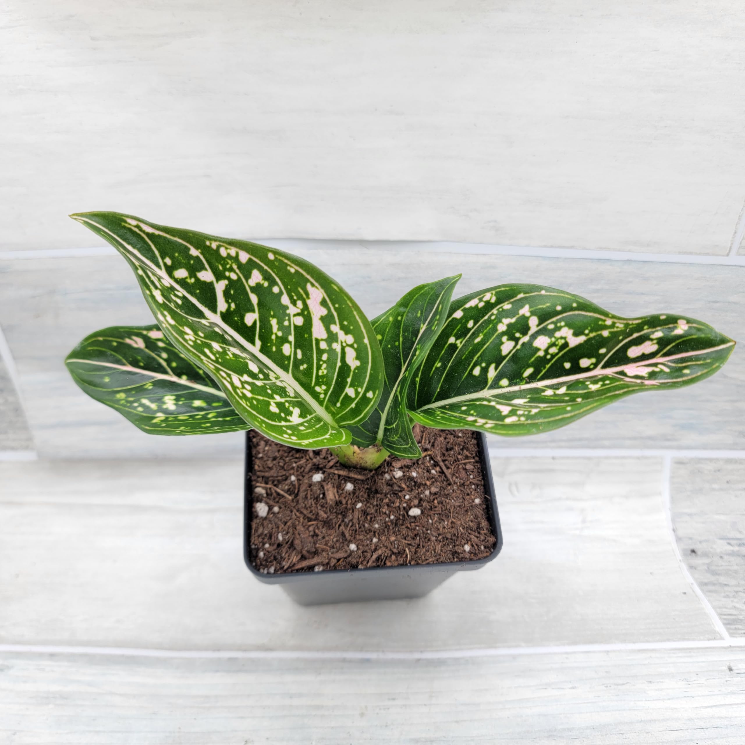 Amazon.com : Chinese Evergreen Plant - Aglaonema Siti Nurhaliza