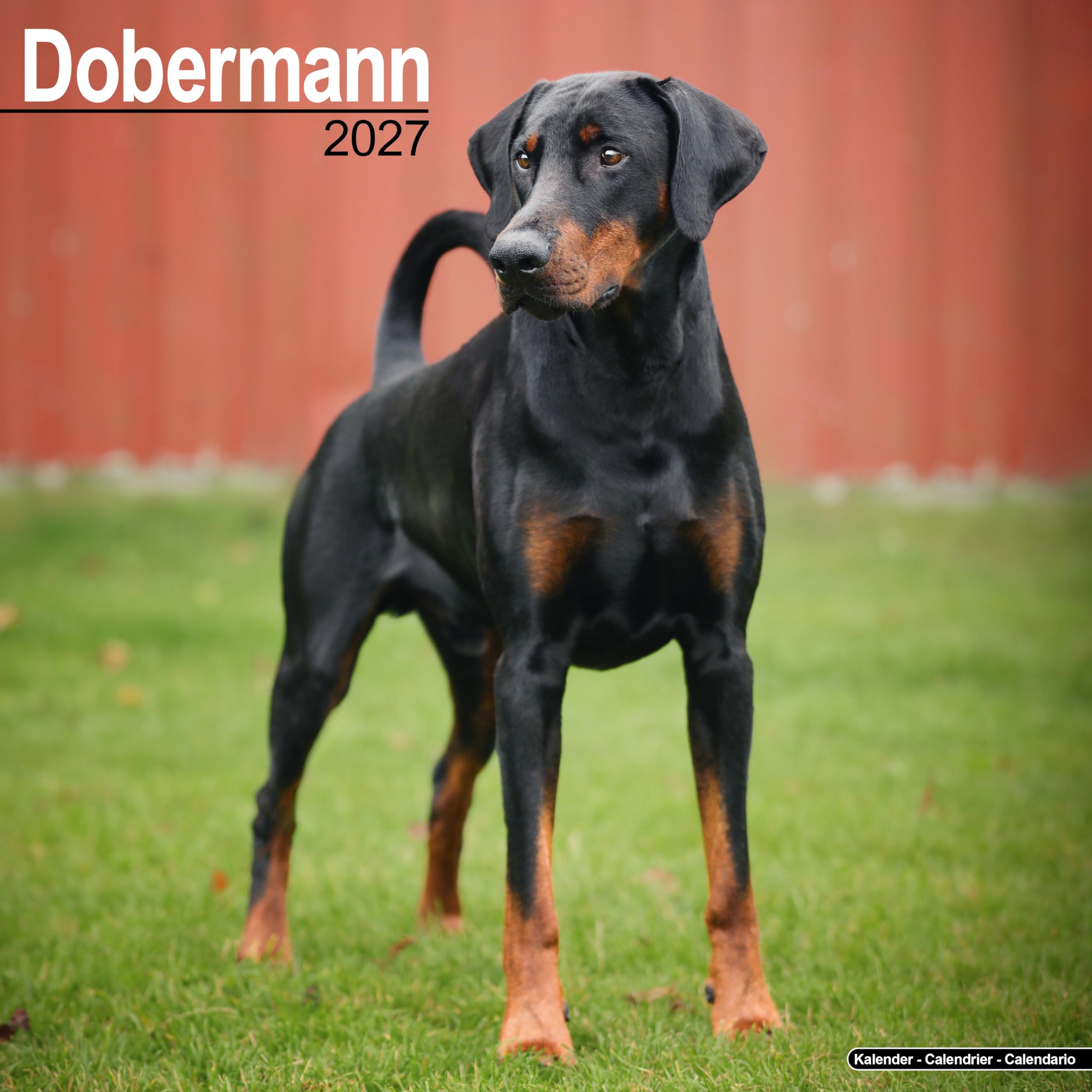 Dobermann 2027 Calendar | Square Wall Calendar | Dog Breed Gift | Plastic Free Packaging | by Avonside Publishing