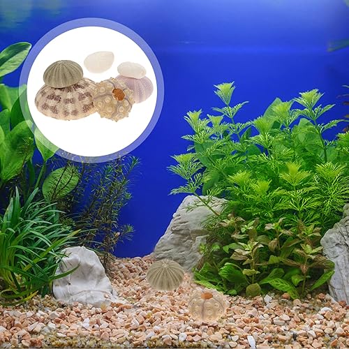 Miniatura 2 de DOITOOL Paquete de 6 conchas naturales para erizos de mar, conchas de erizo de mar para manualidades y decoración del hogar, fiesta temática de mar,