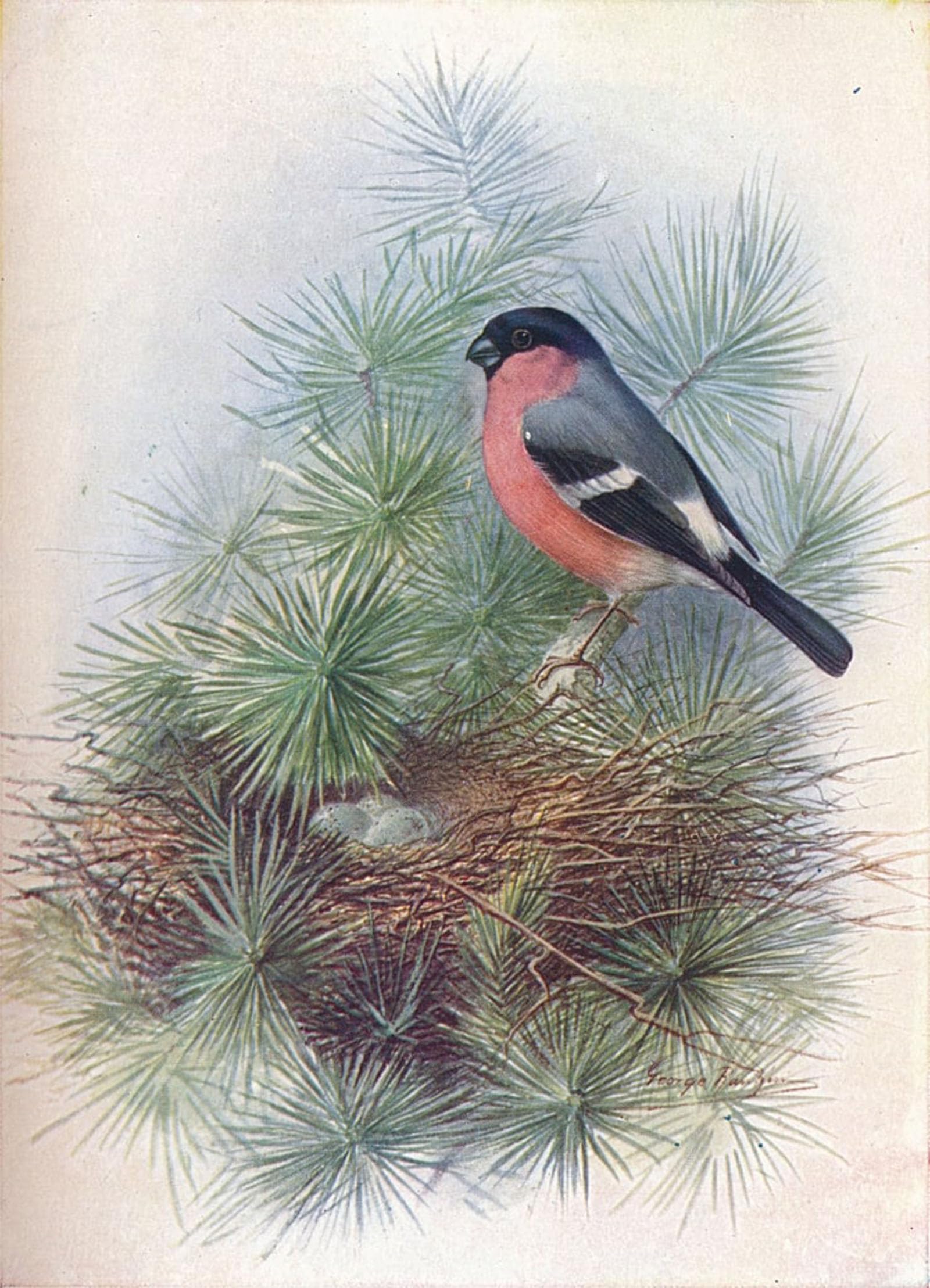 SERENDIPITP Aesthetic Poster Photo Wall Print Retro Picture Finch Pyrrhua Europaea by George Rankin Modern Wall Artwork for Home Decor 60x90cm