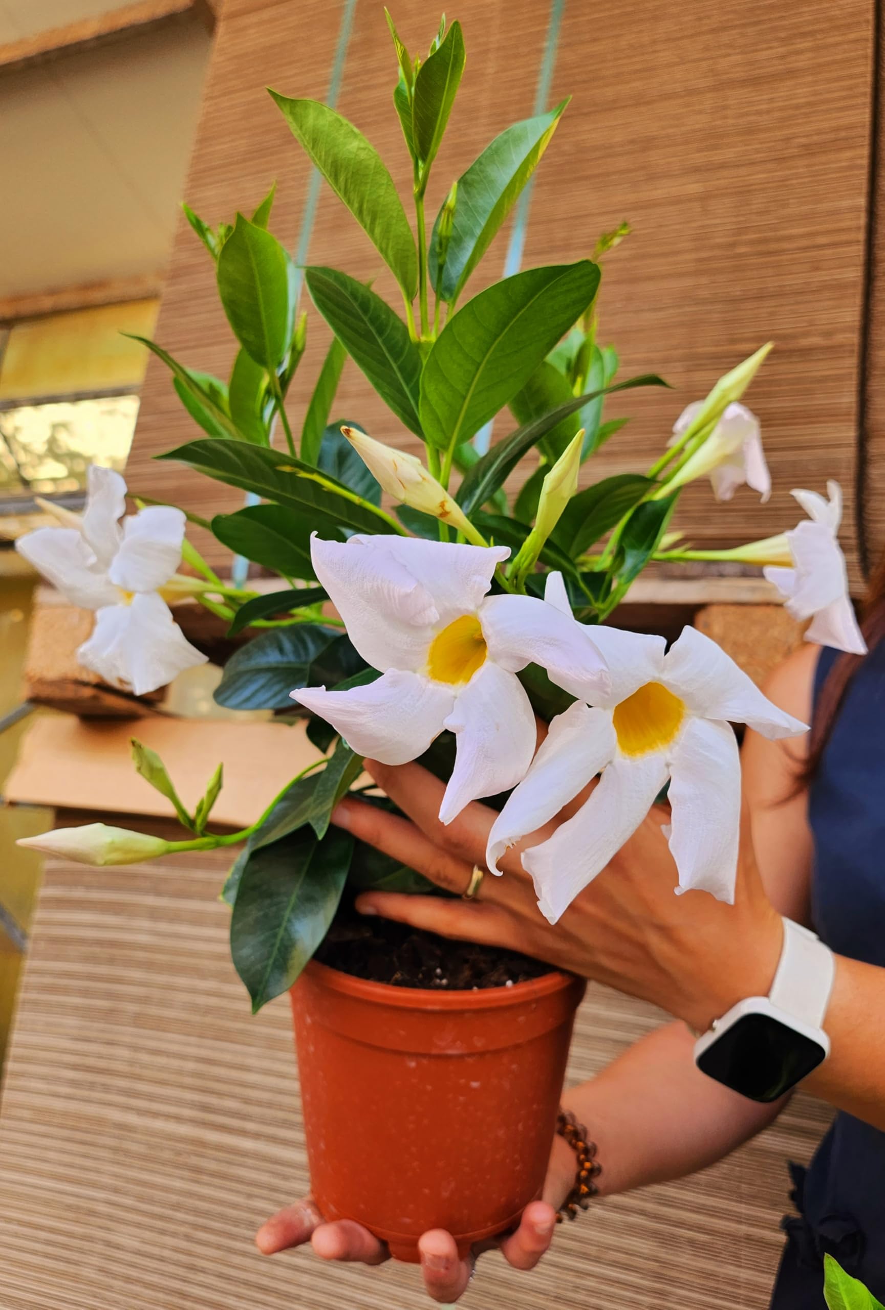 POWERS TO FLOWERS - DIPLADENIA BIANCA VASO 14CM DIAMETRO, 6 PIANTE, piante vere