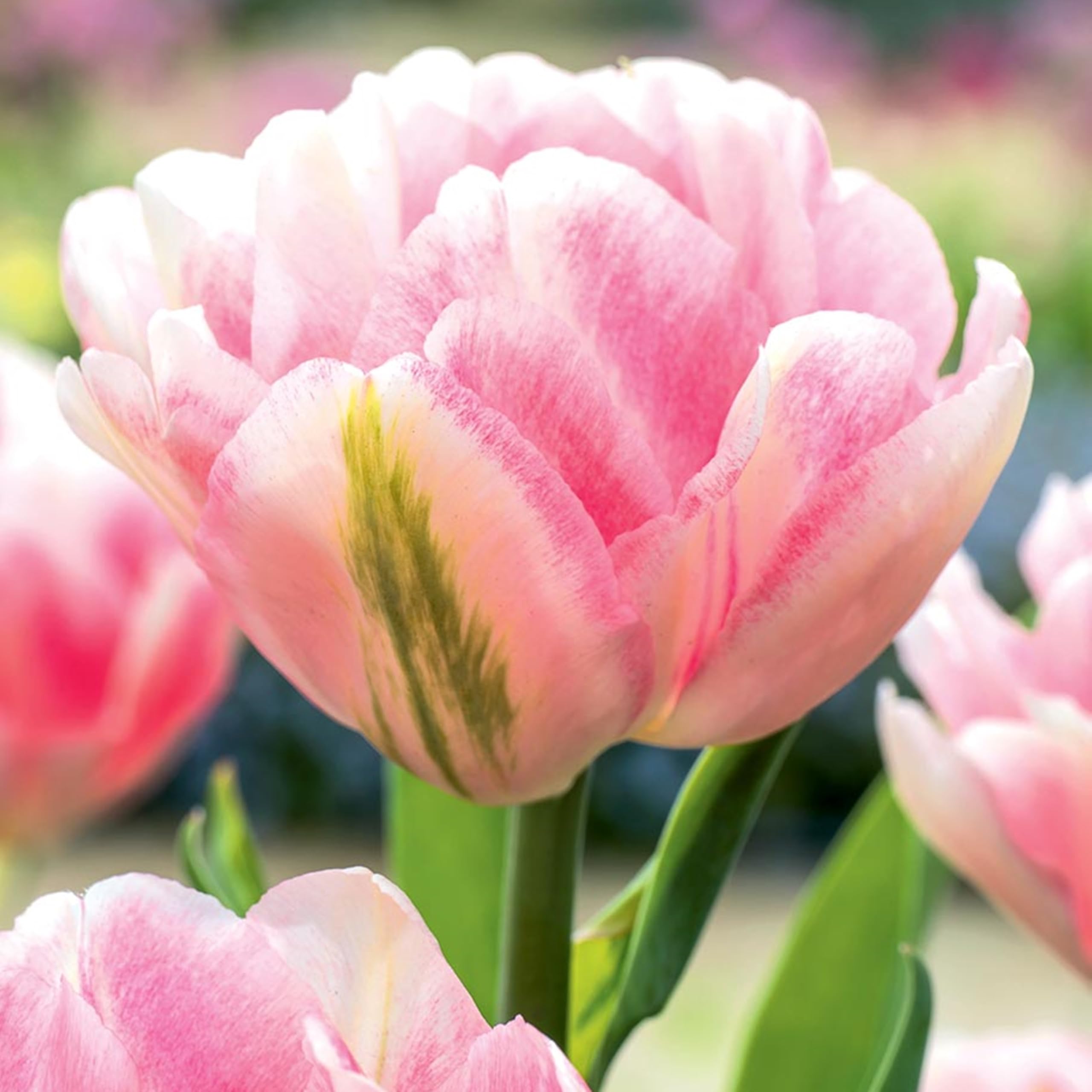 Tulpenzwiebeln Rosa Winterhart 50 Zwiebeln für Garten, Töpfe, Balkon