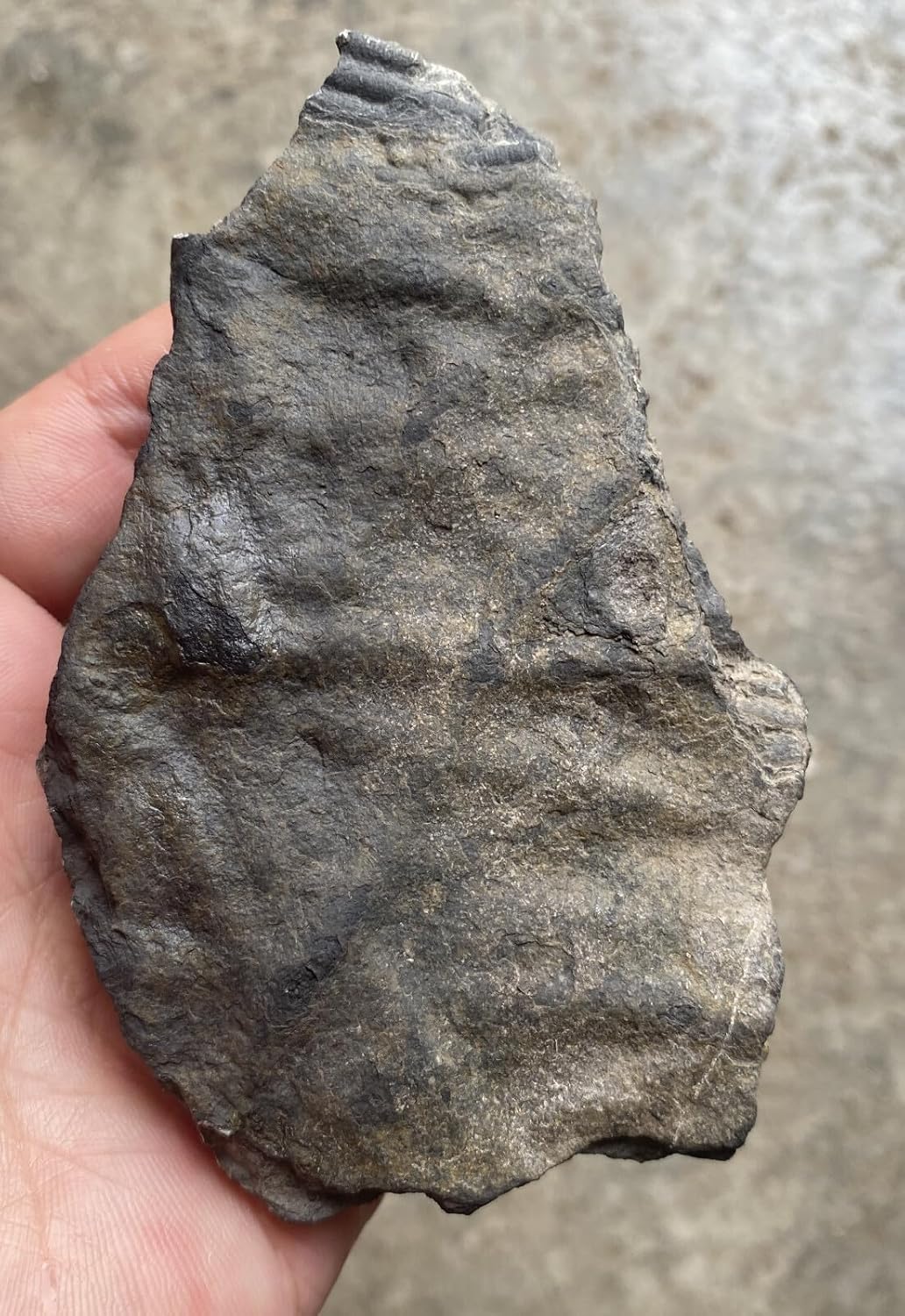 Natural Devonian Prehistoric Jurassic biota crinoids Fossils