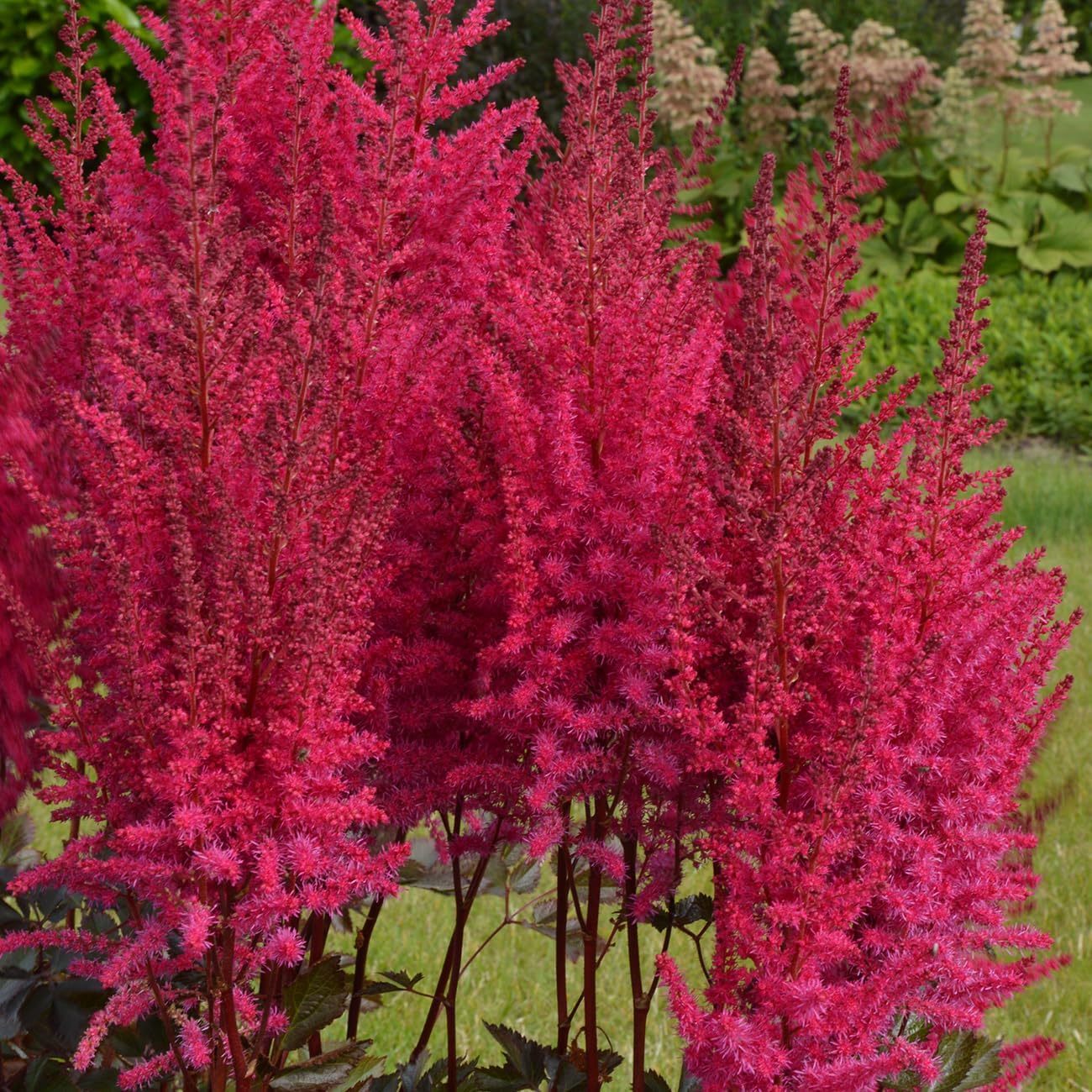Van Zyverden Astilbe Mighty Chocolate Cherry Set of 3 Roots
