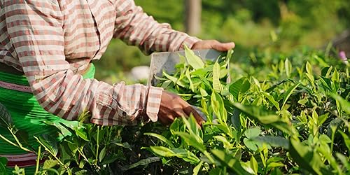 Miniatura 6 de Polvo de matcha orgánico de grado ceremonial (1.06 onzas), té verde diario sin azúcar de Kyoto Uji, para concentración tranquila, energía sin