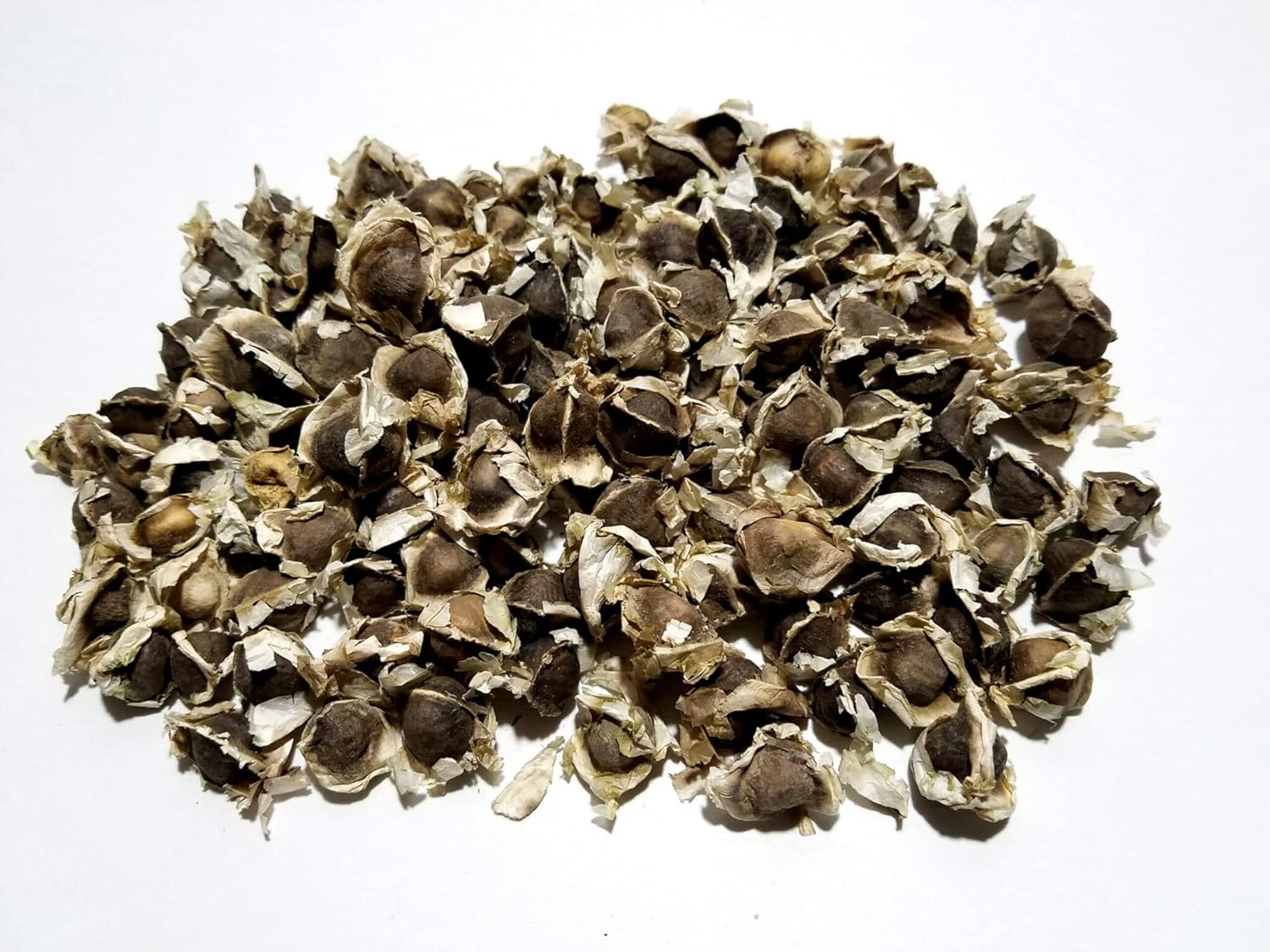 Bulk/Wholesale Moringa Oleifera Seeds (Semillas de Moringa) / WT: 1 Lb, 2 Lbs, 5 Lbs, and 10 Lbs!! (1 LB)