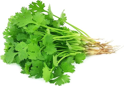 Miniatura 7 de Más de 500 semillas de cilantro para plantar - Semillas de hierbas autóctonas sin OMG cultivadas en EE. UU. en embalaje protector premium - También