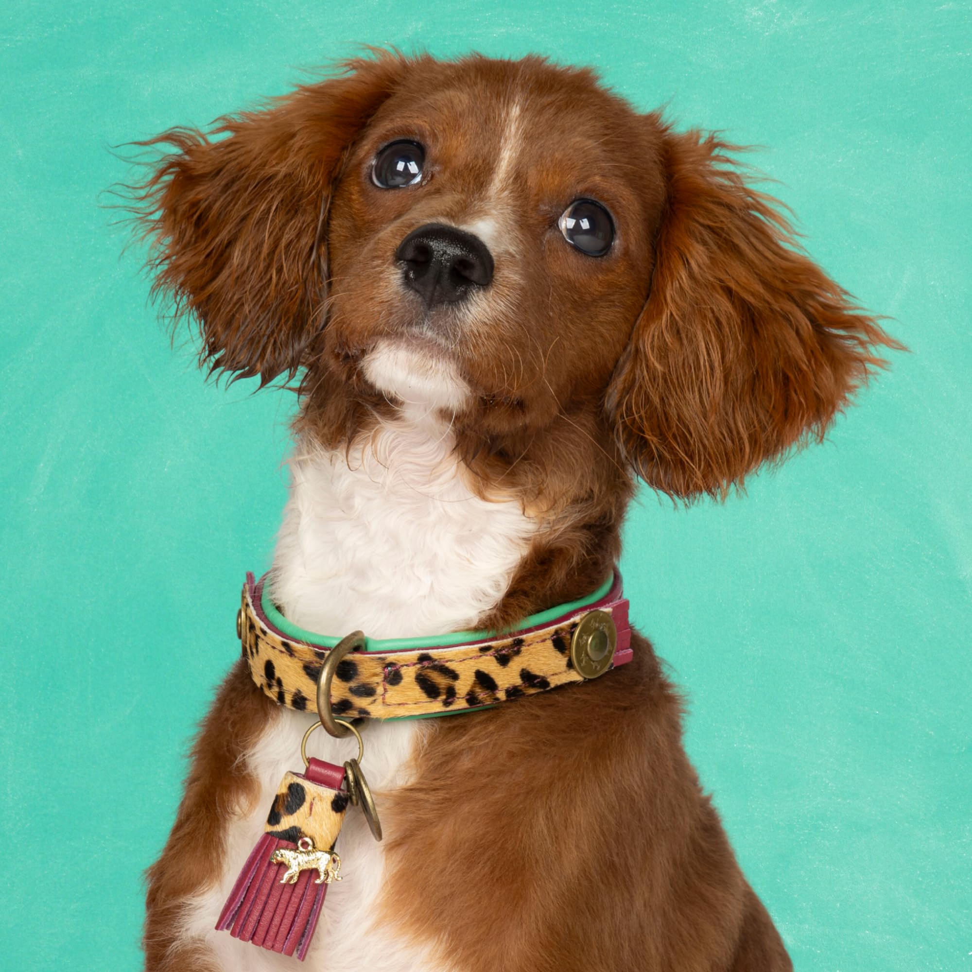 Dog with a Mission - Hundehalsband XS | Leopard, Türkis, Braun | Boho, Ethno, Urban, Hippie | Ideal für kleine Hunde | Handgemacht, Bunt und Modisch Design, Luxe | 2 cm Breit