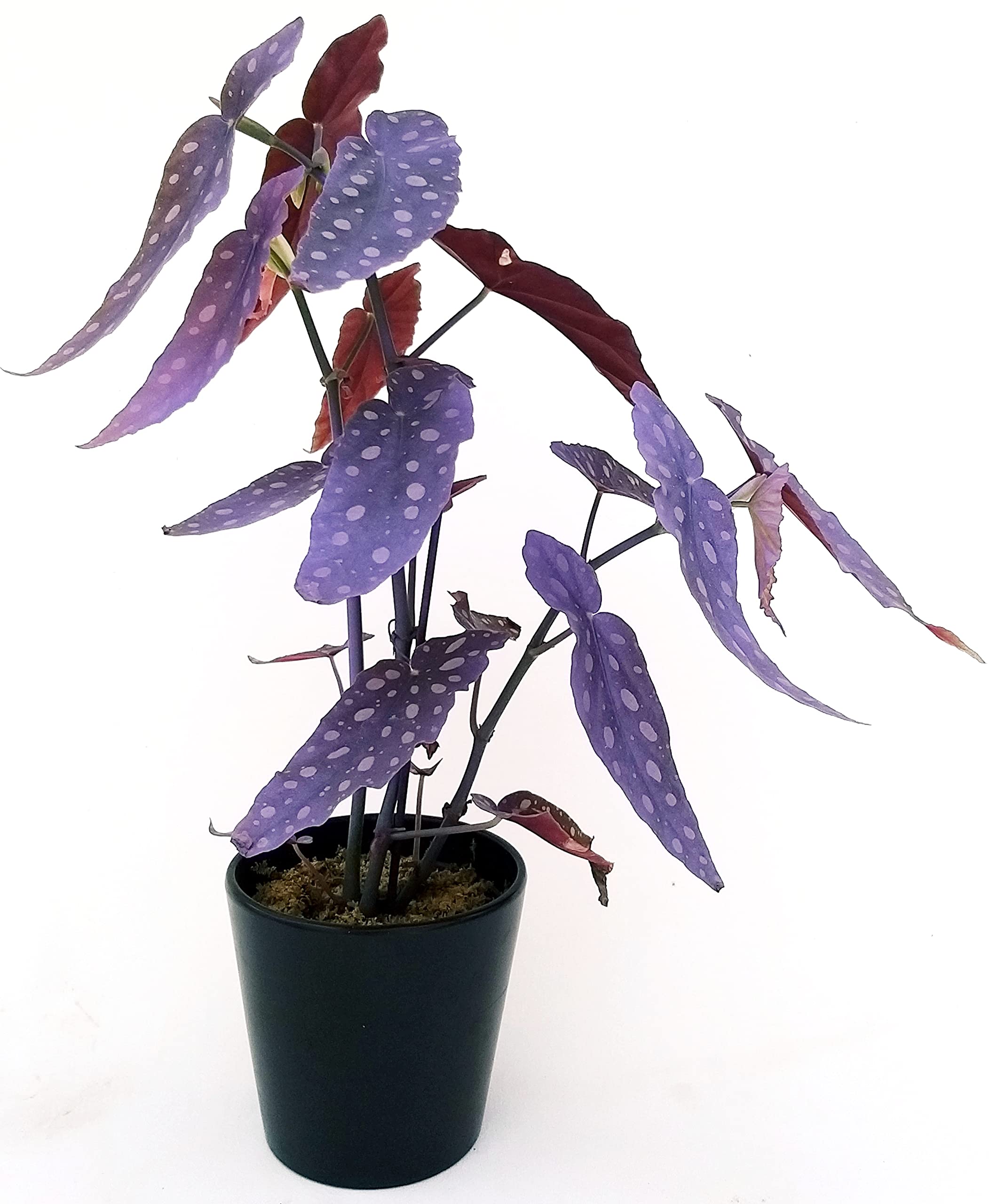 POWERS TO FLOWERS - BEGONIA MACULATA COLOR LIFE VIOLA, pianta vera