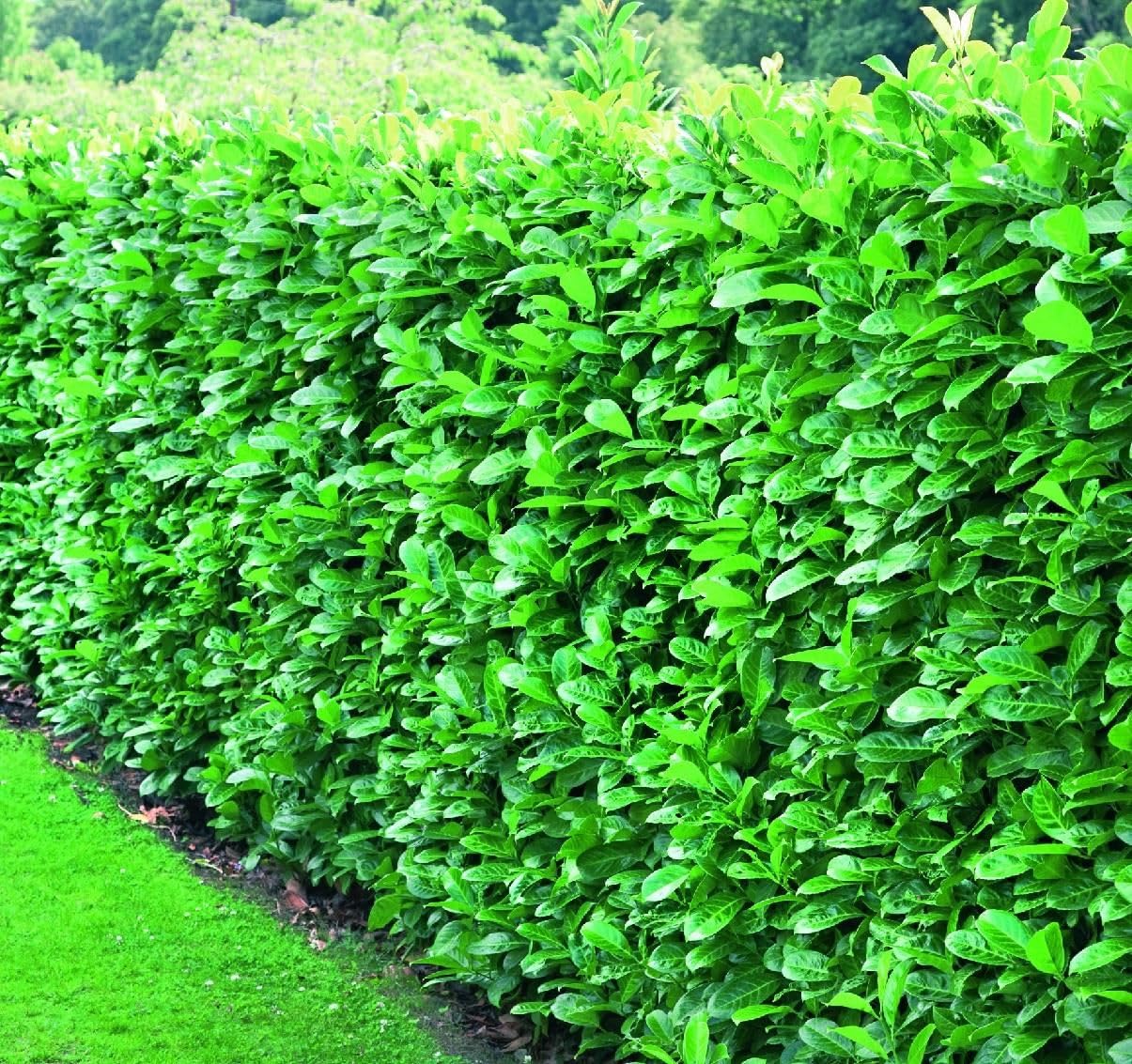 Direct Plants 3X Cherry Laurel Evergreen Hedging Plants Large 3-4ft Supplied in 3 Litre Pots