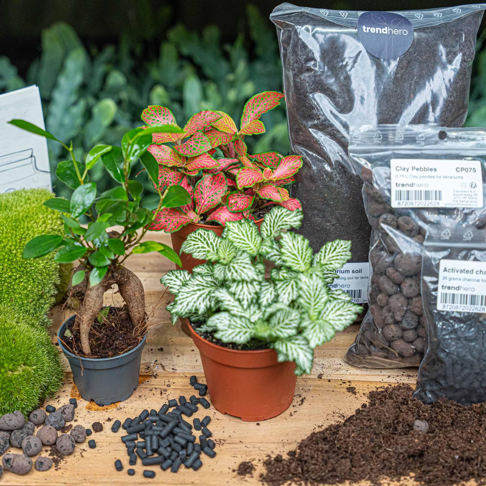 urbanjngl - Bonsai Ficus Ginseng Terrarium Start- und Nachfüllpaket – 3 Terrarienpflanzen für DIY-Projekte – ideal für Gartenliebhaber und Pflanzenfreunde