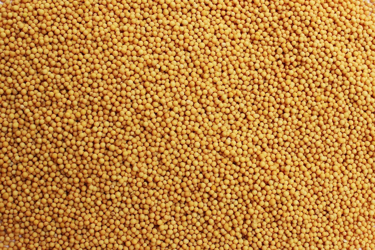 5kg Pure Yellow Mustard Seeds / Brown Mustard Seeds Rai Sarson Cooking Asian Herbs and Spices
