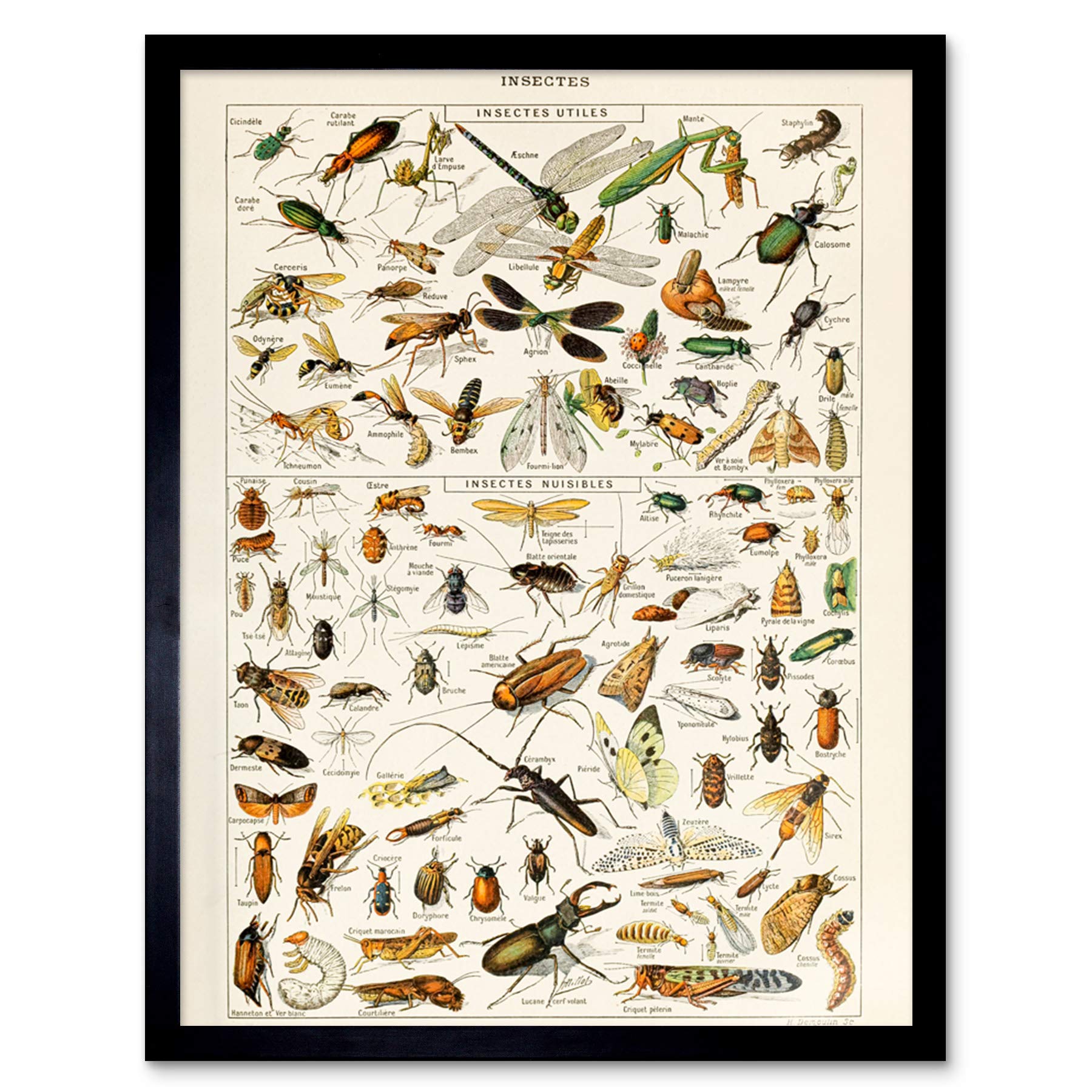 Artery8 Millot Encyclopedia Insects Dragonfly 12x16" Framed Art Print - Engineered Wood