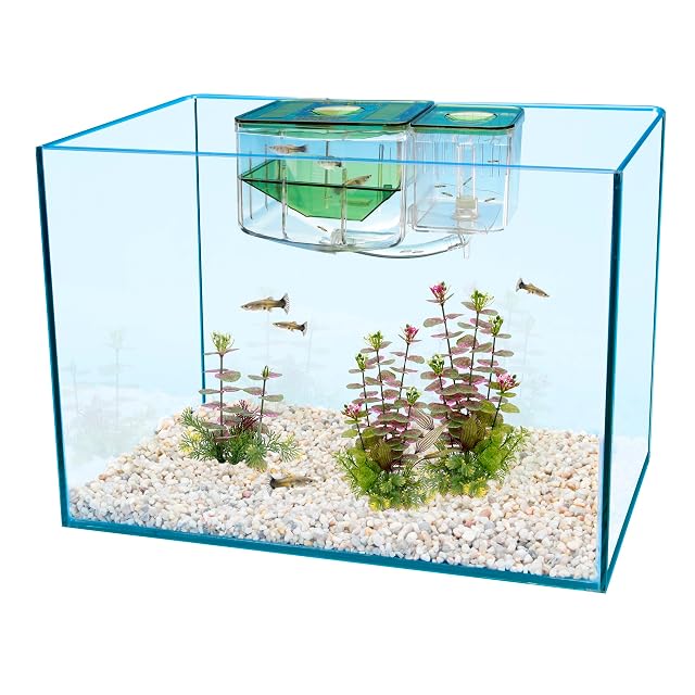 Foto 2 de 6 de Penn-Plax AN2 Aqua - Caja de cría de viveros y criaderos para tu Acuario, Ayuda a Proteger a los Peces bebés…