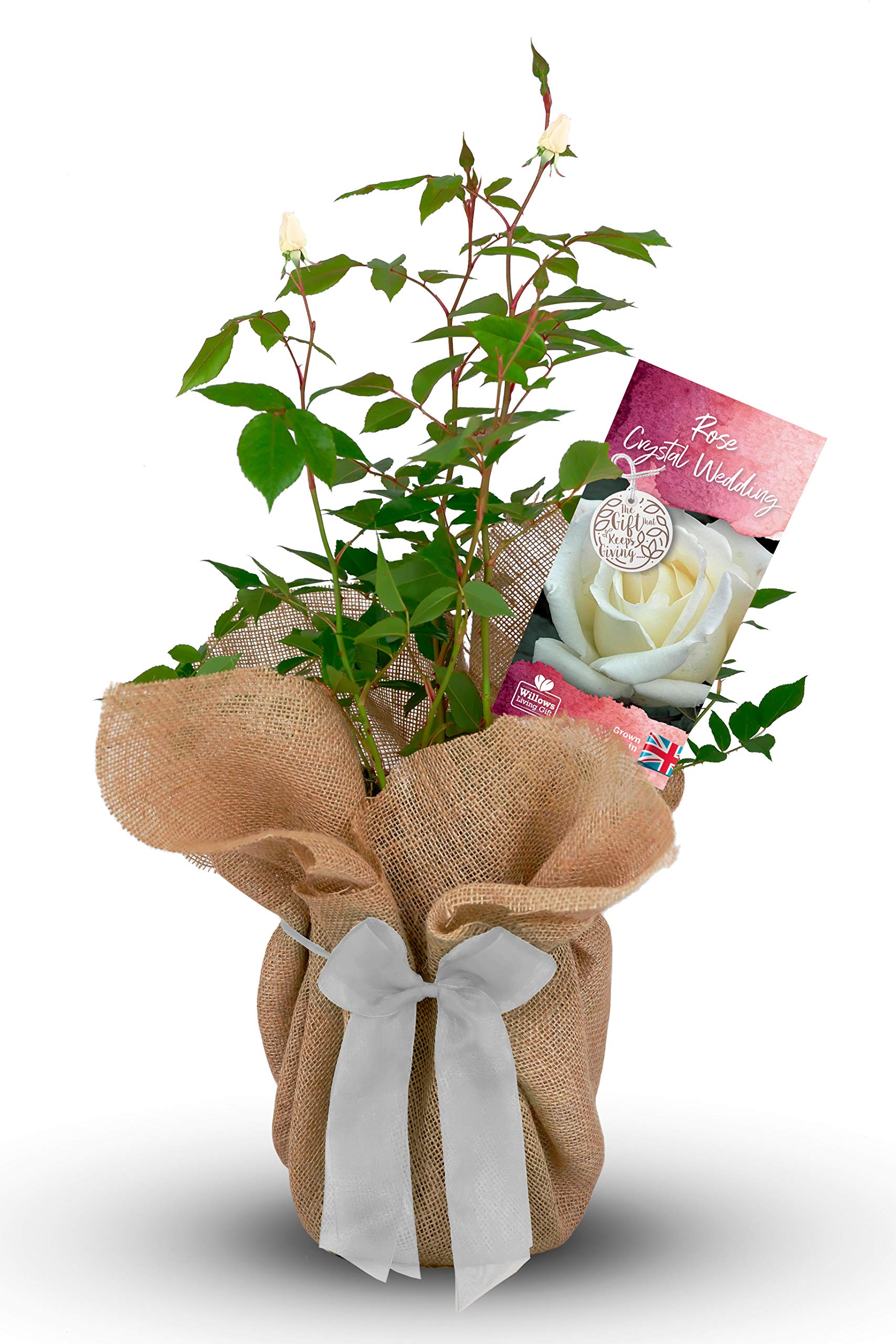 Carbeth Plants Green Crystal Wedding Rose Bush Gift Wrapped - 15Th Wedding Anniversary Rose - Present Idea For Anniversaries & Special Occassions