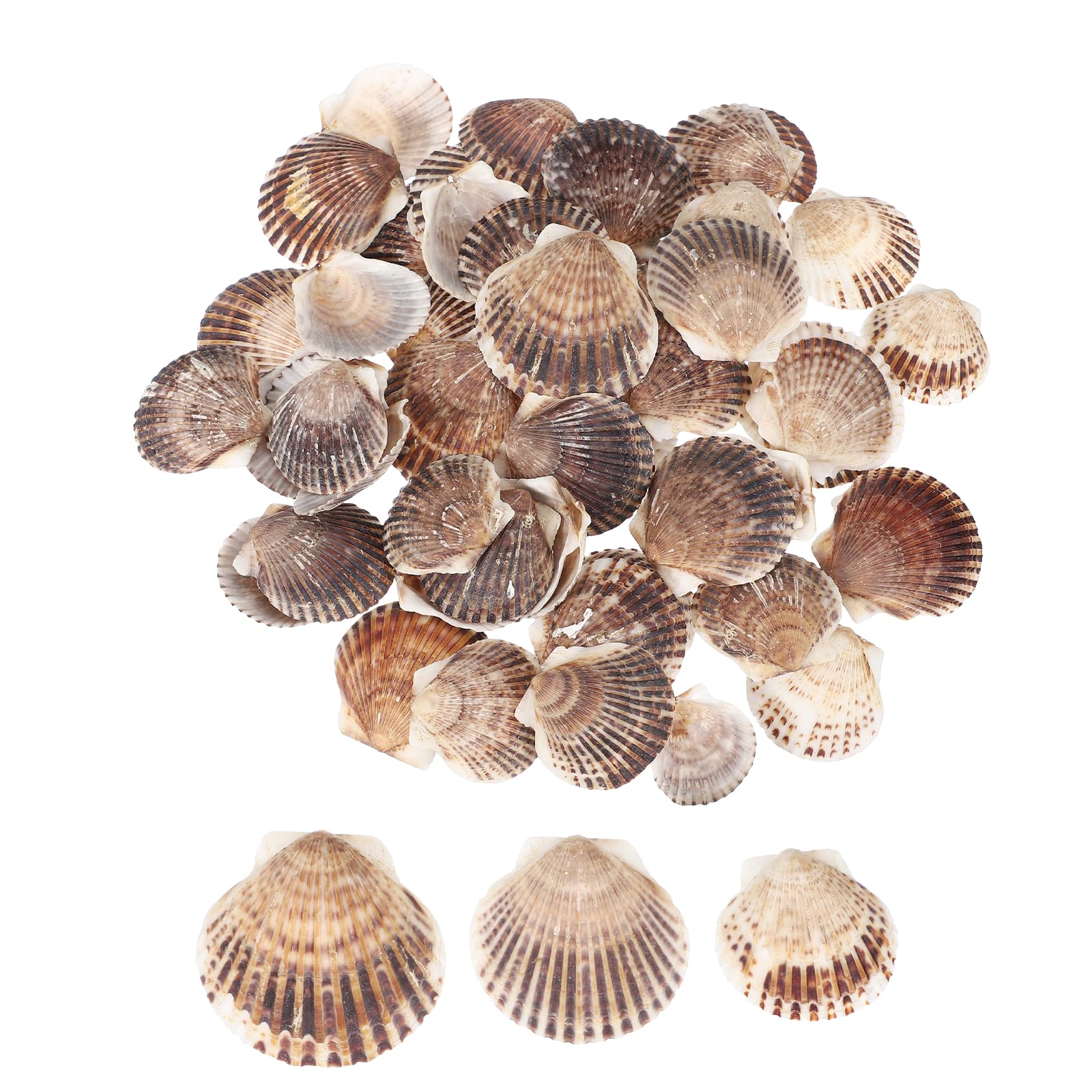 sourcing map 60Pcs Scallop Shells, 1.6"-2" Natural Sea Shells Seashell Bulk for DIY Painting Fish Tank Landscape Beach Theme Party Wedding and Home Decoration, Brown