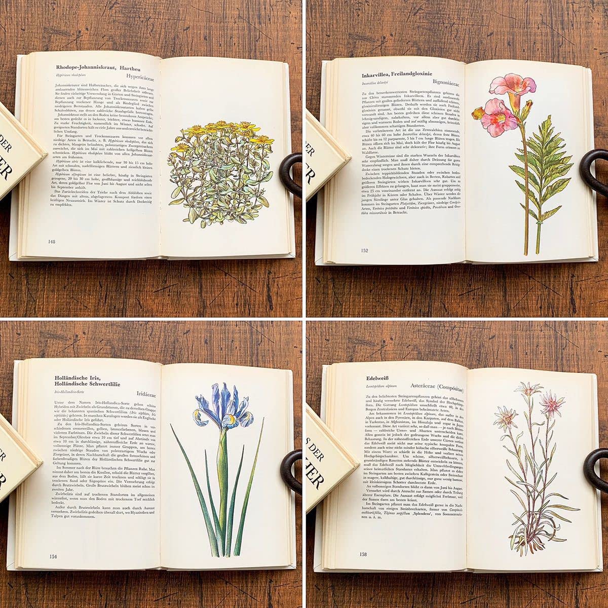 ハンガリーの古い植物図鑑(Fak bokrok 1973年)/アンティーク ハンガリーの古い植物図鑑(Fak bokrok 1973年)/アンティーク