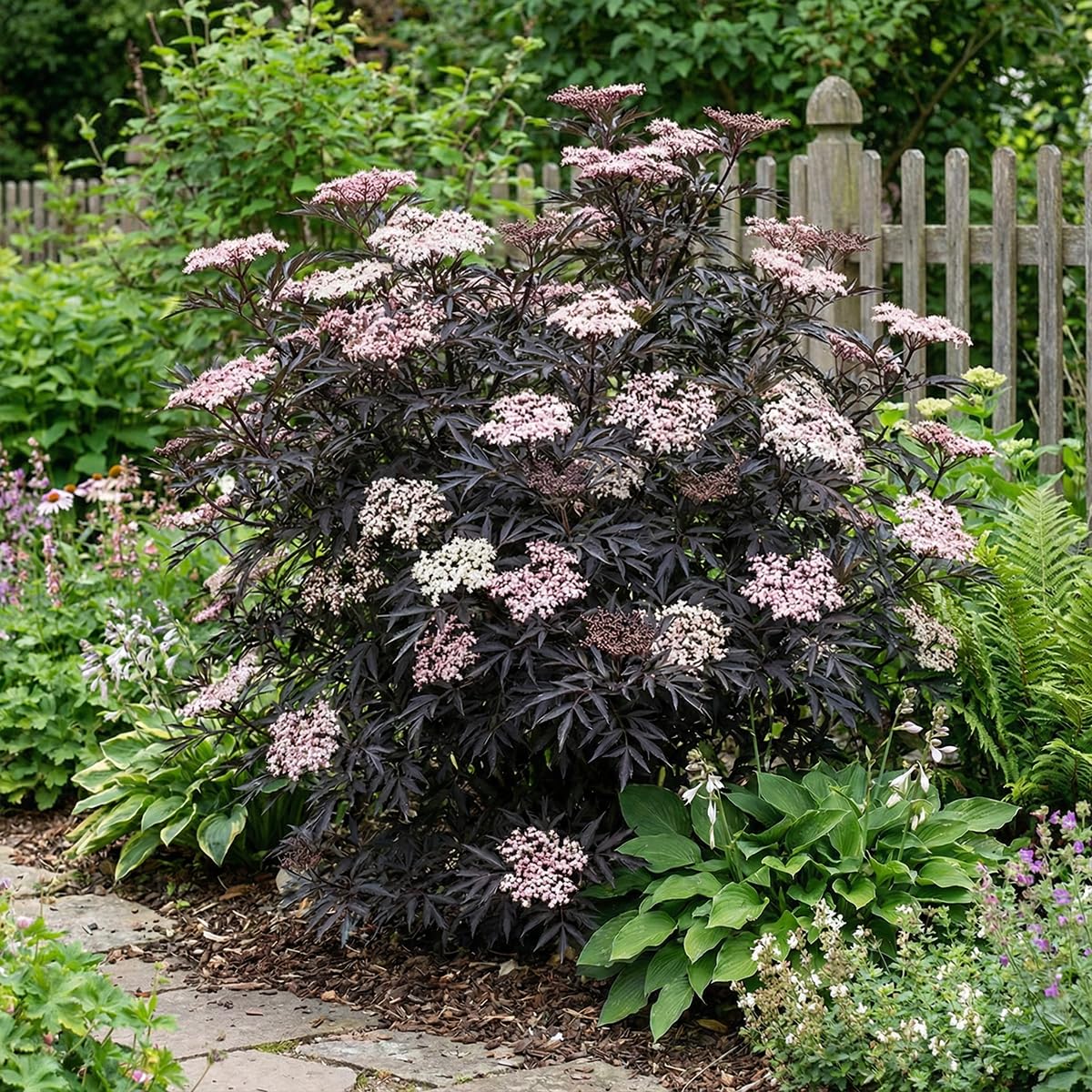 Bloomique - Sambucus Nigra Black Lace - Sureau noir - Plante de Jardin - Rustique - Hauteur 30-40 cm - Pot 19 cm