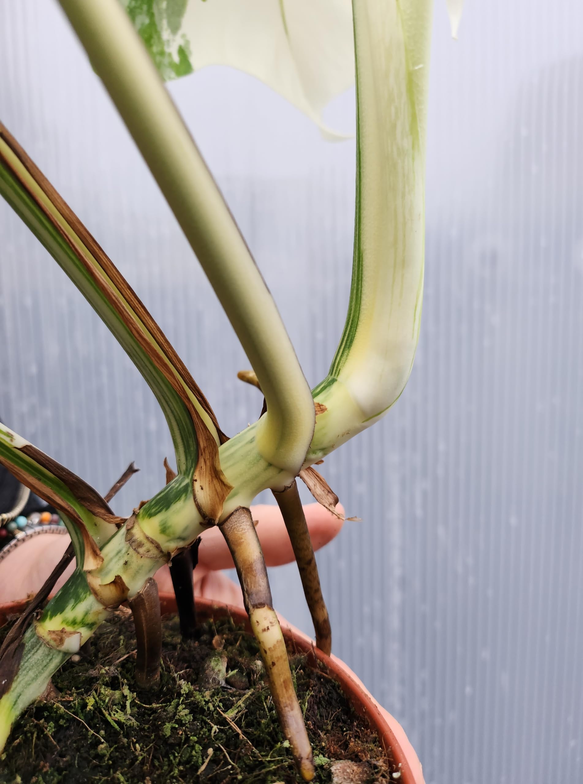 POWERS TO FLOWERS - PHYLODENDRON PERTUSUM, MONSTERA ALBO VARIEGATA LIGHT, VASO 15CM DIAMETRO, pianta vera