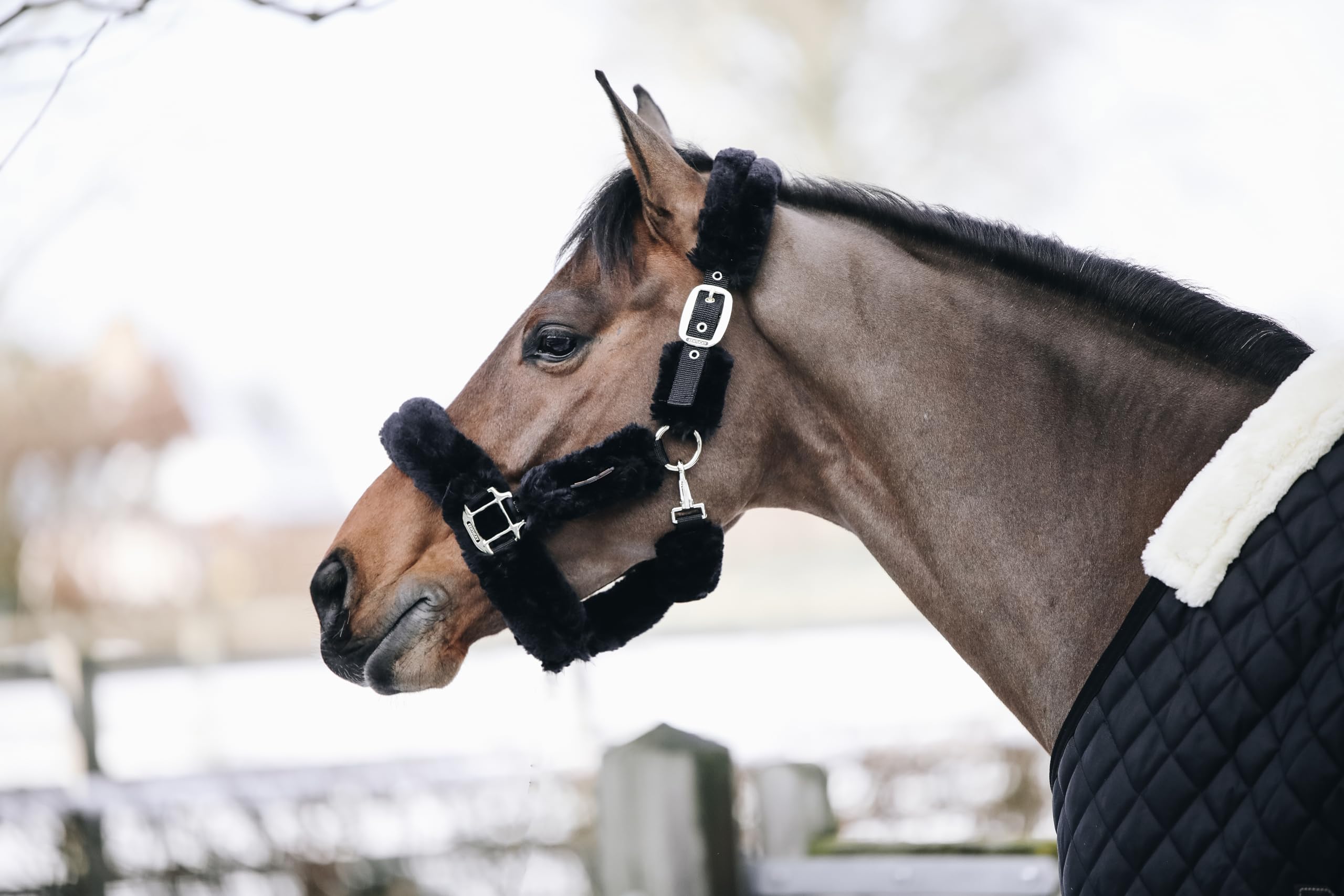 Kentucky Halter de Transporte Oveja
