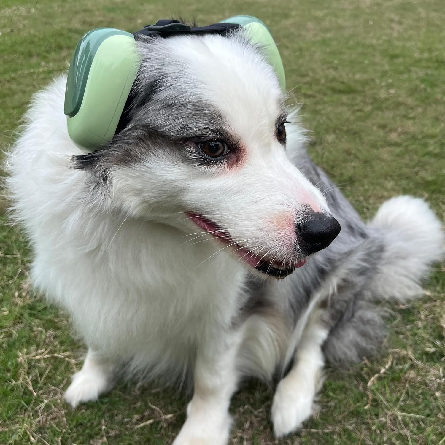derYEP Dog Earmuffs GEN2 For Hearing Protection 30dB NRR ear muffs noise protection (Small, Nocturne Grey)
