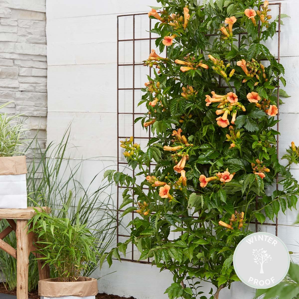 Bloomique - Campsis radicans 'Galen' - Bignone orange - Grimpante - Plante de jardin - Rustique - Hauteur 50-70 cm - Pot 15 cm