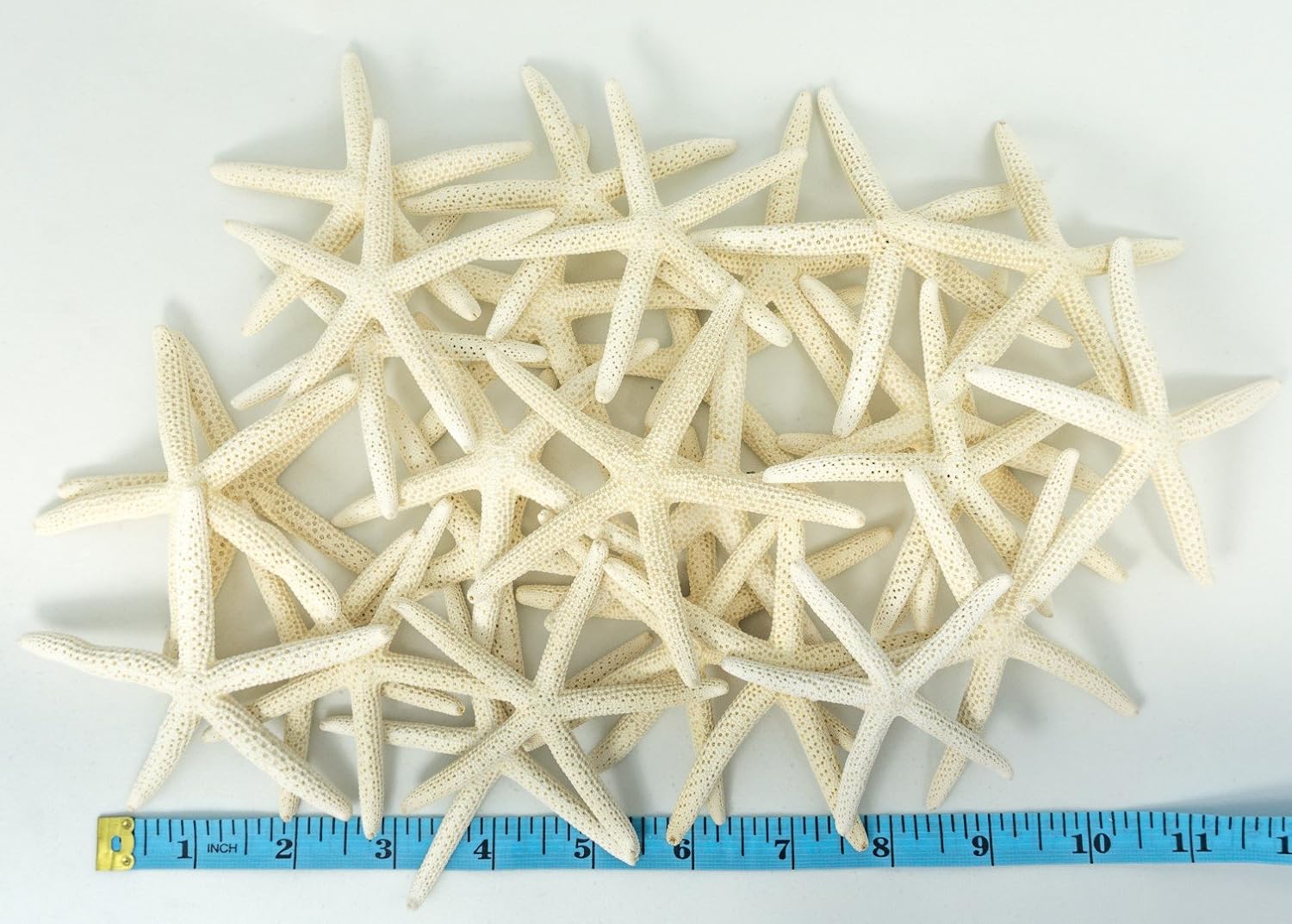 Starfish Decor - Star Fish for Craft - 30pk Real 3-4" White Sea Stars - Beach Wedding Decor - Coastal Party Decorations - Seashell Decor for Crafts