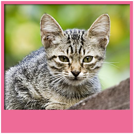 Papéis de Parede de Cat Live