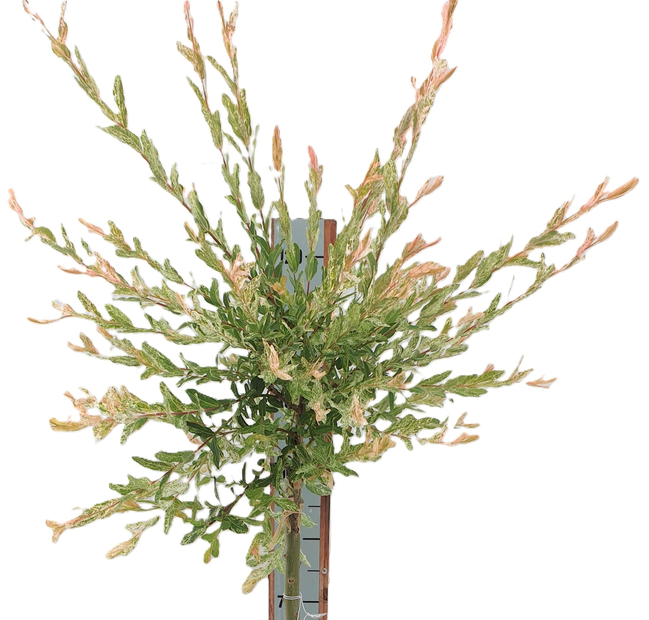 Harlekinweide/Zierweide 'Salix Nishiki' Hochstamm 80-100 cm Winterhart Freilandaufzucht