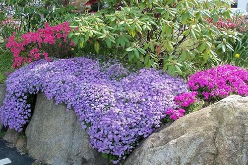 Miniatura 3 de Semillas híbridas de mezcla de berros de roca Aubrieta Flores perennes gigantes para plantar 100 semillas sin OMG