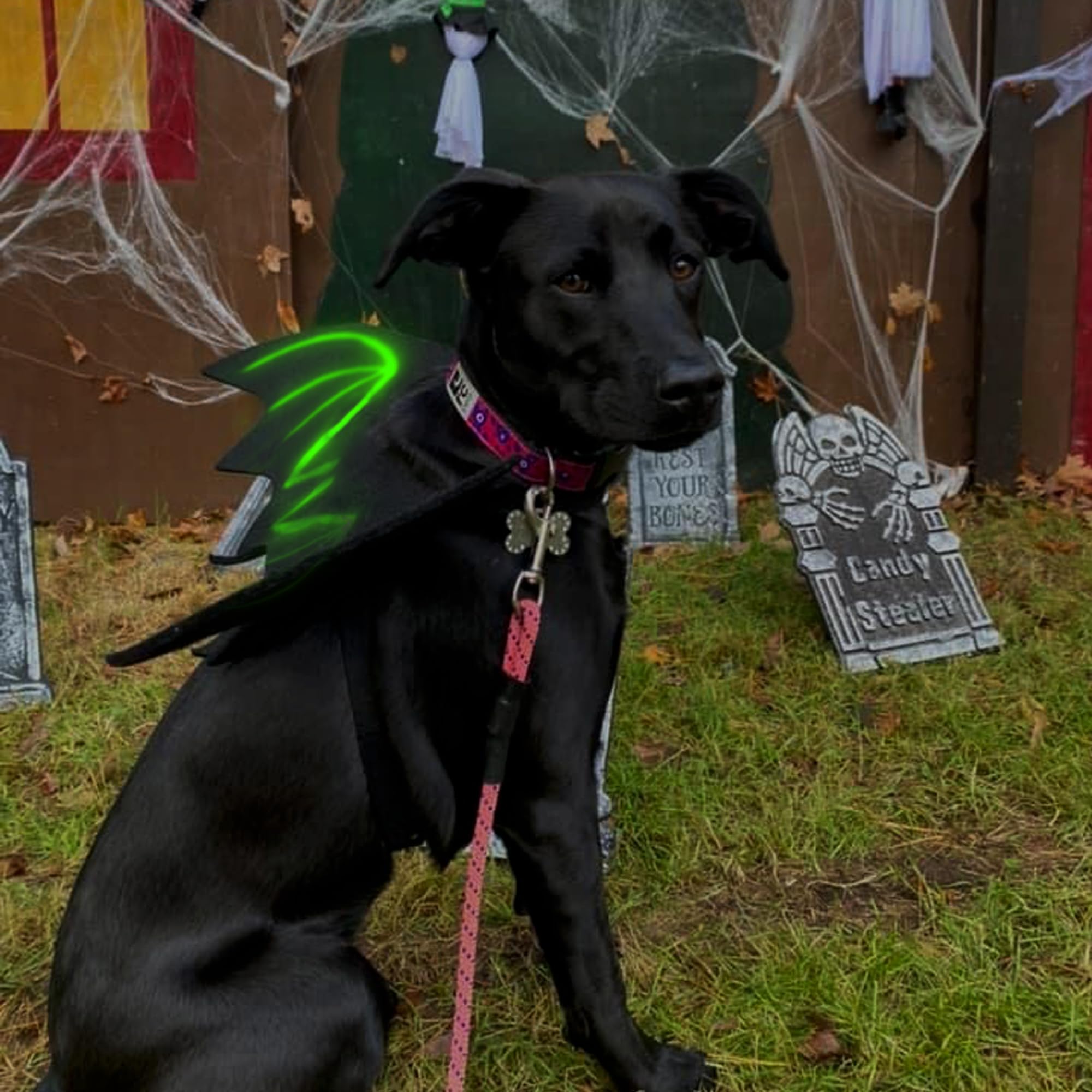 LIBNRTY skrzydła nietoperza dla psa, kostium na Halloween dla psa, stopień dużego psa, kostium nietoperza, strój na Halloween, do dekoracji dużych średnich psów na cosplay