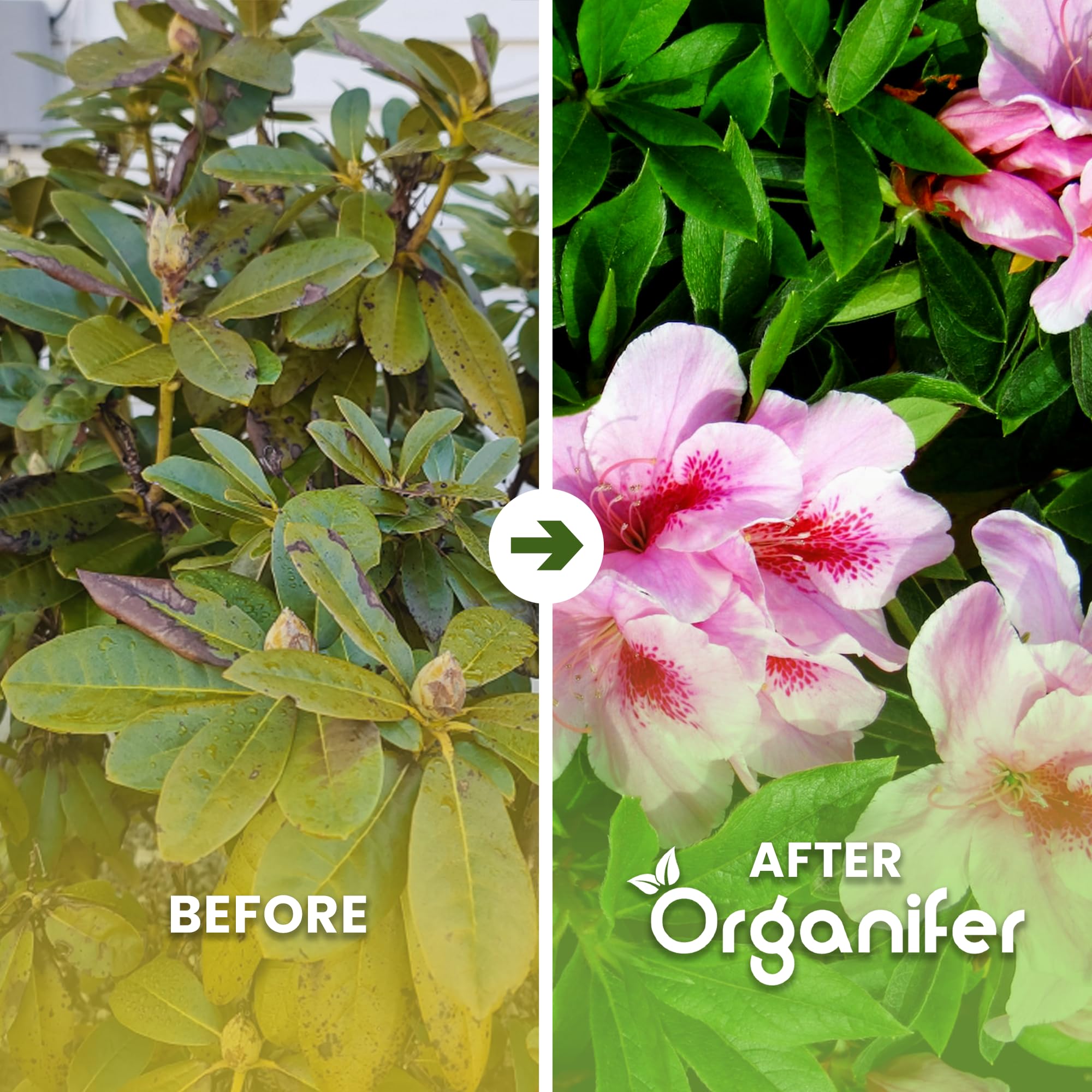 Engrais Pour Rhododendrons, Hortensias, Azalées Et Plantes Acidophiles - 10 Kg Pour 200 M2 - Pour Des Racines Saines, Des Couleurs Intenses Et Une Floraison Abondante - Organifer