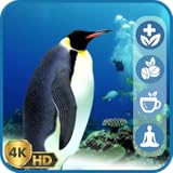 Videos Relajantes de Invierno: Un Refugio de Pingüinos con Paisajes Nevados, un Reloj y el Clima.