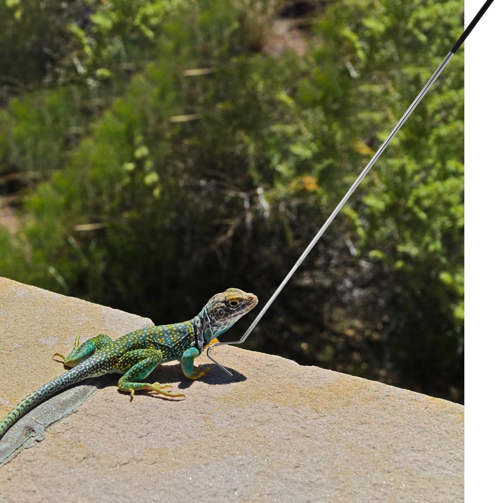 Schlangenhaken, Ausziehbarer Schlangenfänger mit Griff, Teleskop Schlangen Haken aus Edelstahl, Schlangenzange, Snake Capture Hook