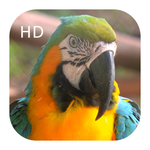Animal Live for Android
