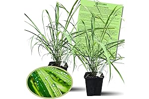Clovers Garden Mosquito Repellent Lemongrass Plants Cymbopogon Citratus